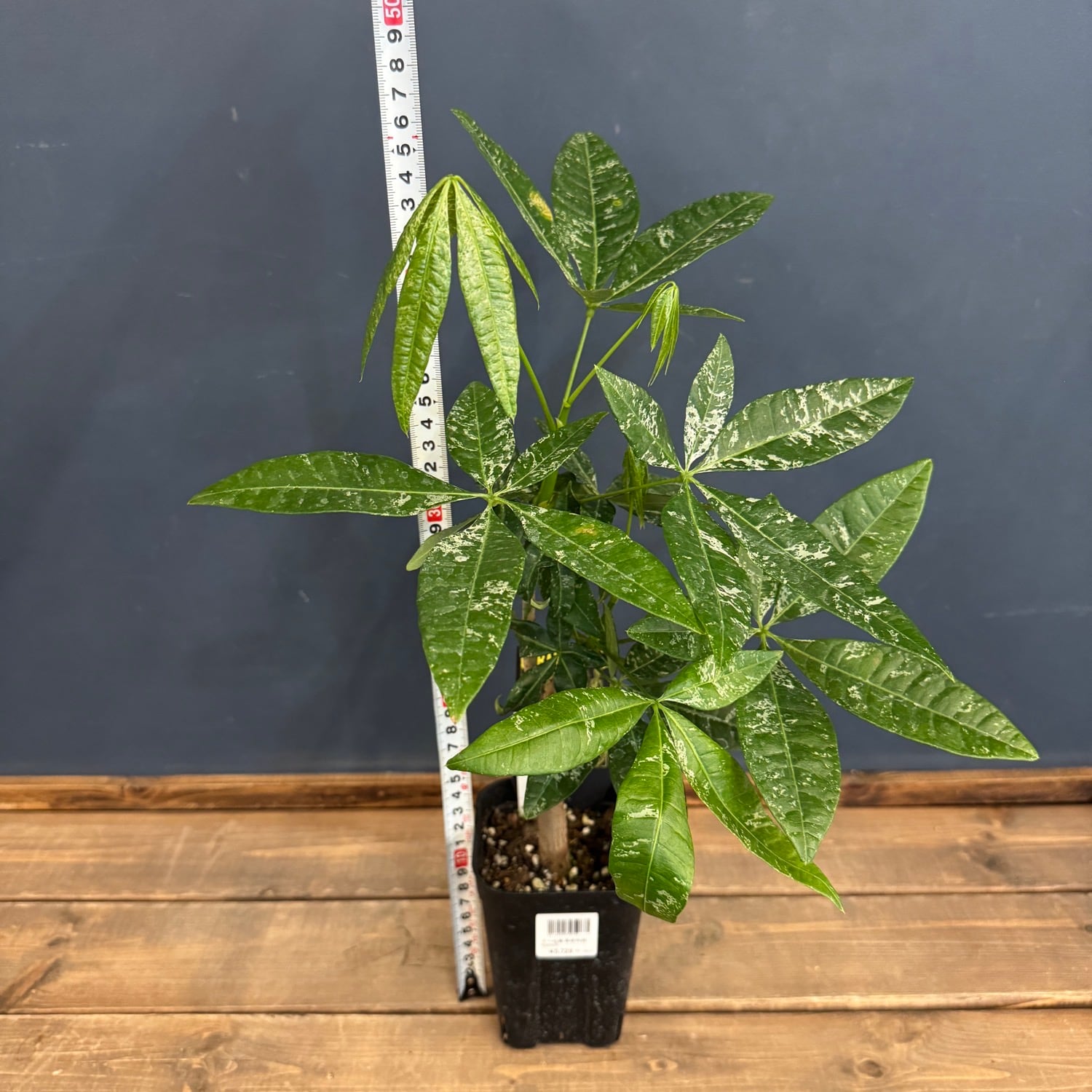実生パキラ ミルキーウェイ 実生のパキラミルキーウェイを購入しました。植え替えようとし