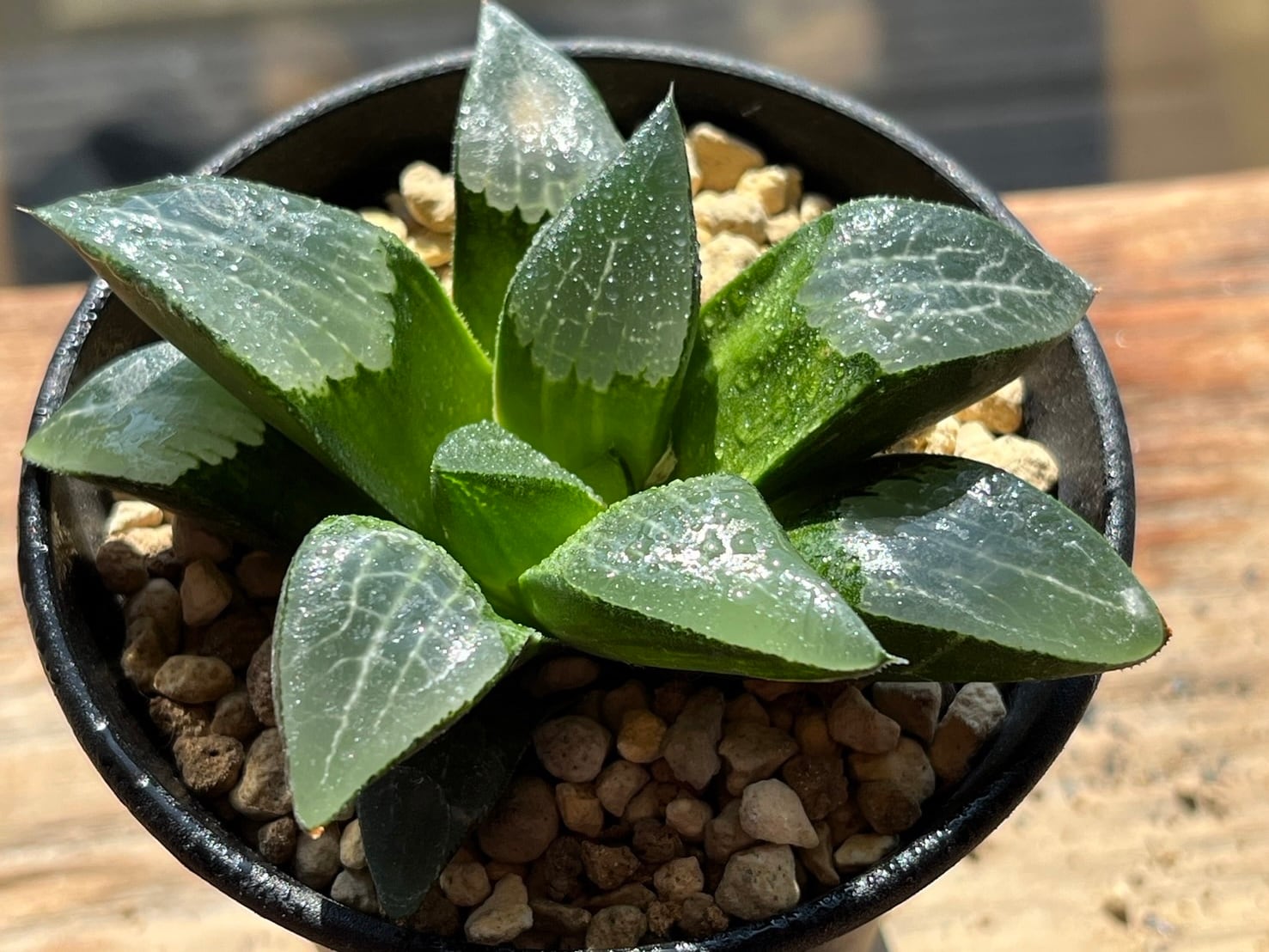 ハオルチア　アトロフスカ　ミュータント錦　超美株斑 ハオルチア アトロフスカミュータント錦 全糊斑 【公式通販】