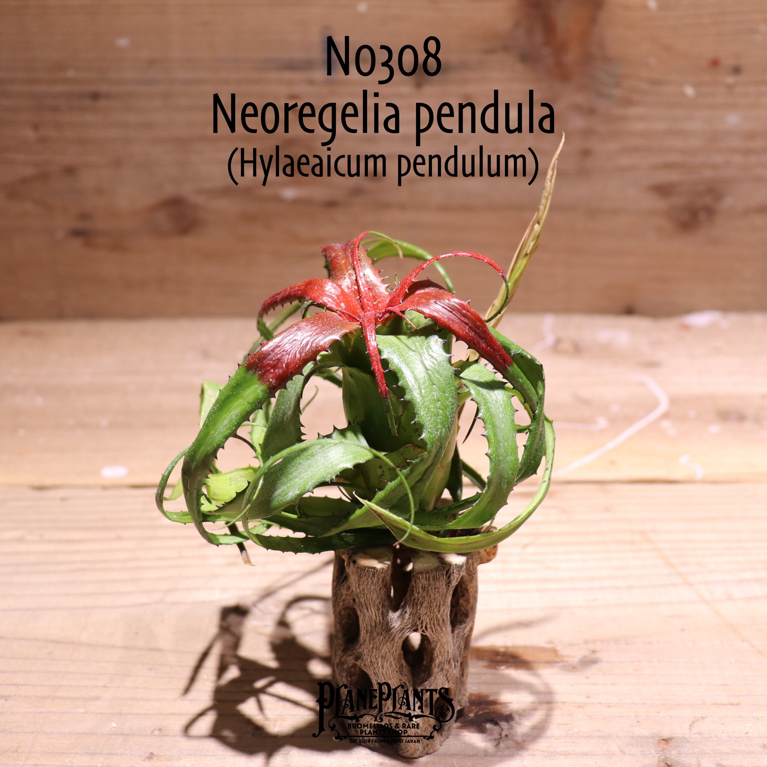 【送料無料】pendula〔ネオレゲリア/ハイラエアイカム〕現品発送N0308