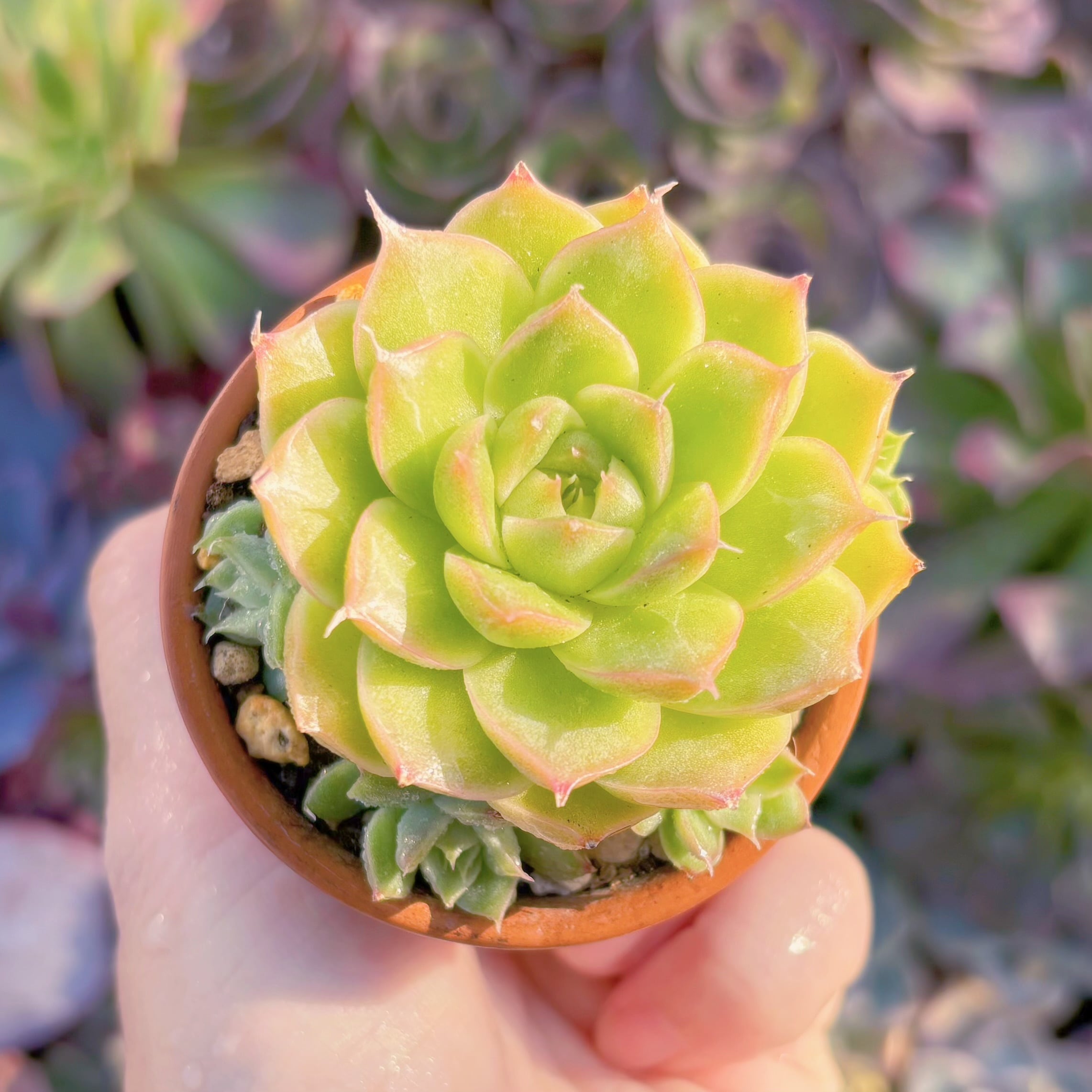 現品　コラジ#K026　るる農園