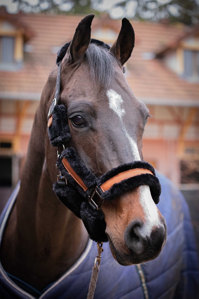 PADDOCK 3-Snap パドック 3ナスカン レザー無口［お届け目安：2〜3週間］