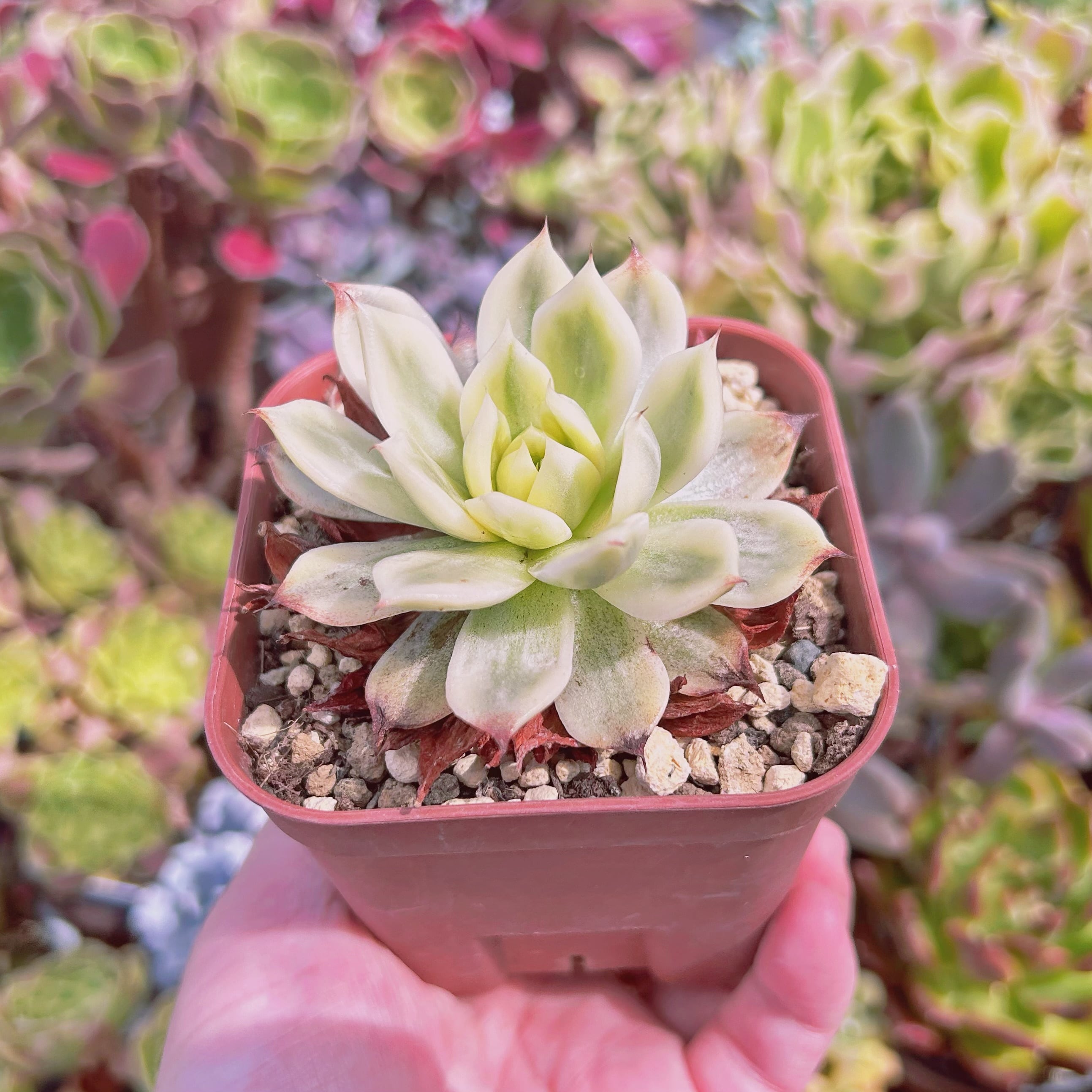 現物 多肉植物 夢蝶錦 抜き苗 | るる農園~多肉植物専門