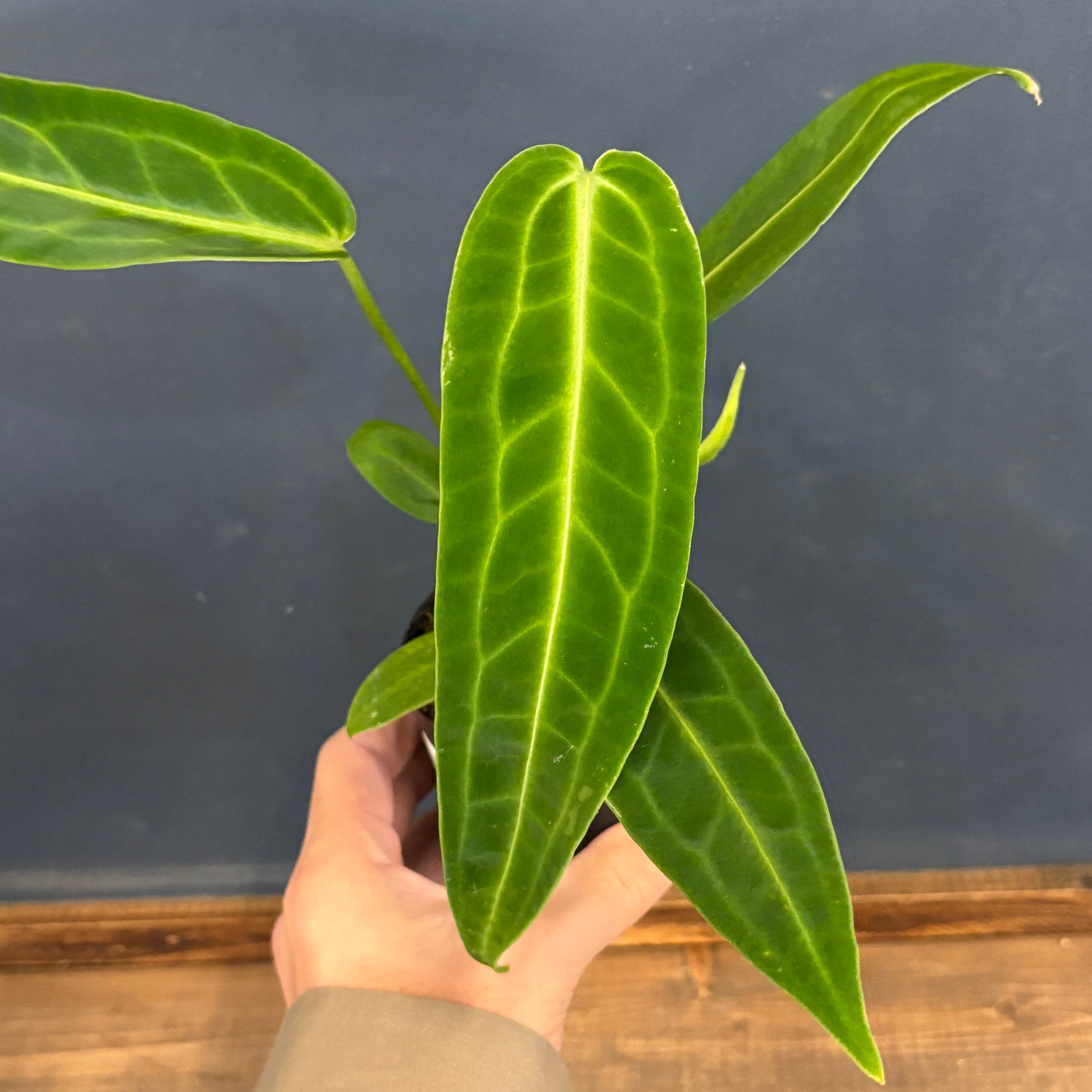 レアプランツ | PROTOLEAF プロトリーフ