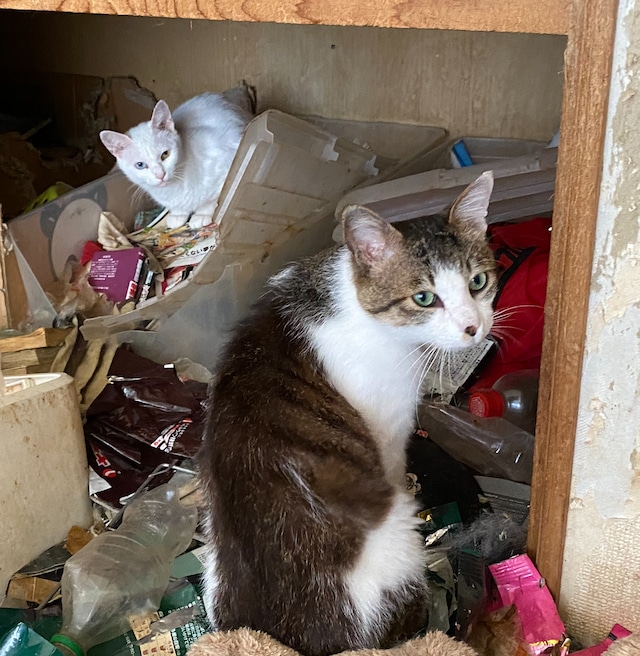 【緊急レスキュー】多頭飼育崩壊に愛の手を