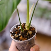 フィロデンドロン テヌー / Philodendron tenue⑥ / 観葉植物