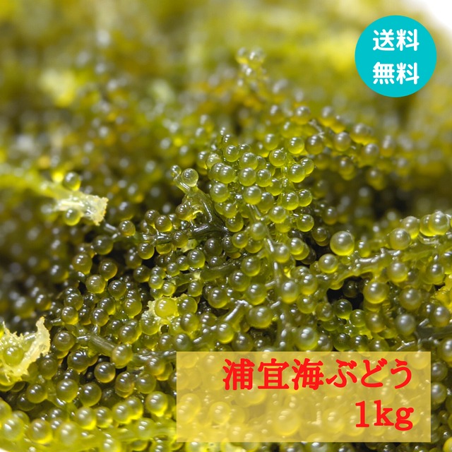 ★送料無料★【浦宜海ぶどう】1ｋｇ　