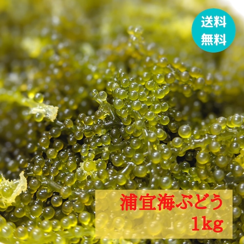 ★送料無料★【浦宜海ぶどう】1ｋｇ　