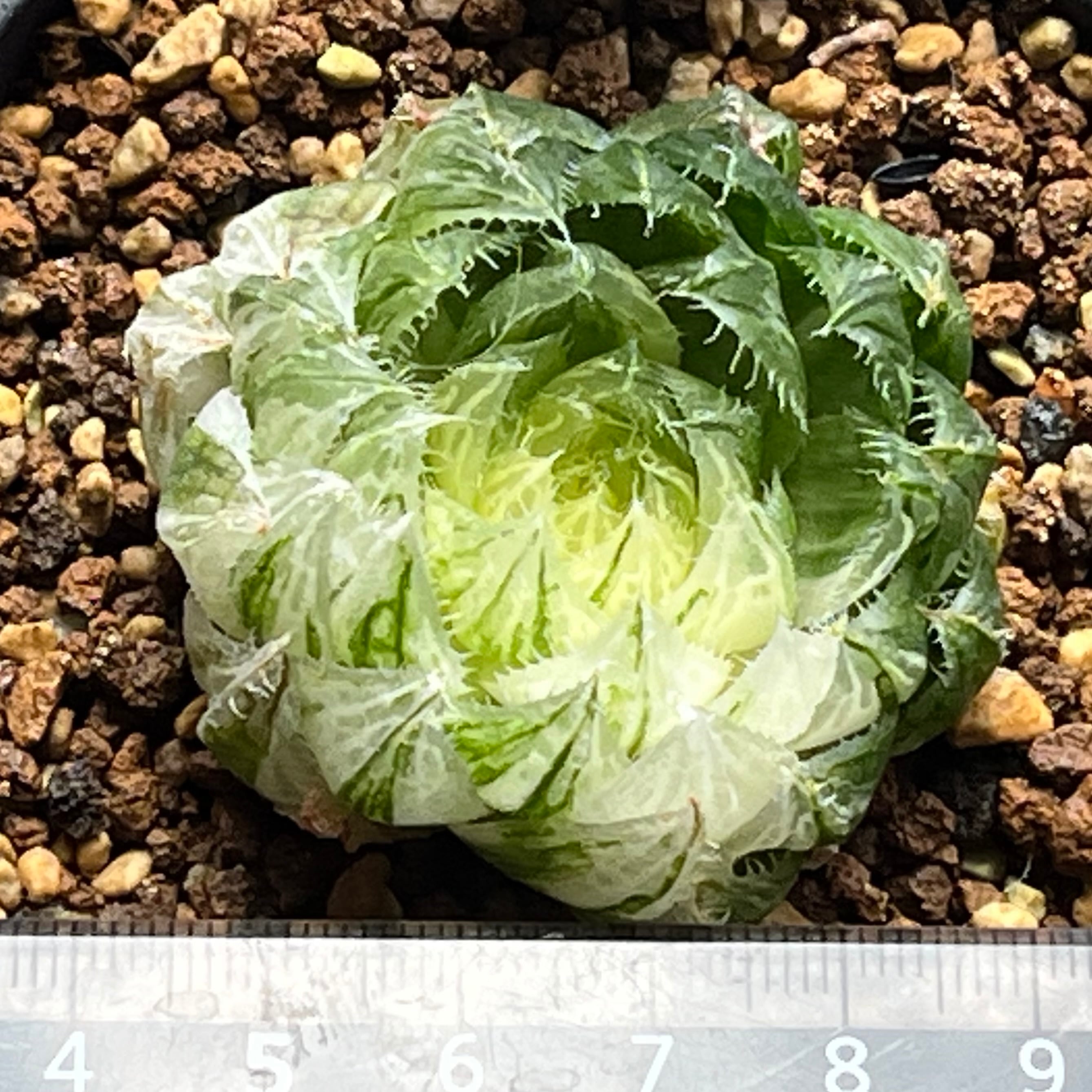 ハオルチア 桜水晶錦 | mocono_plants