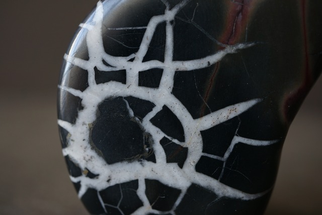 セプタリアン Septarian 1810