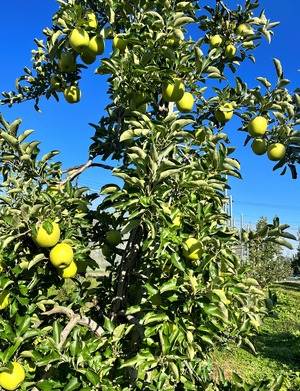 葉取らず高徳&王林家庭用　2kg