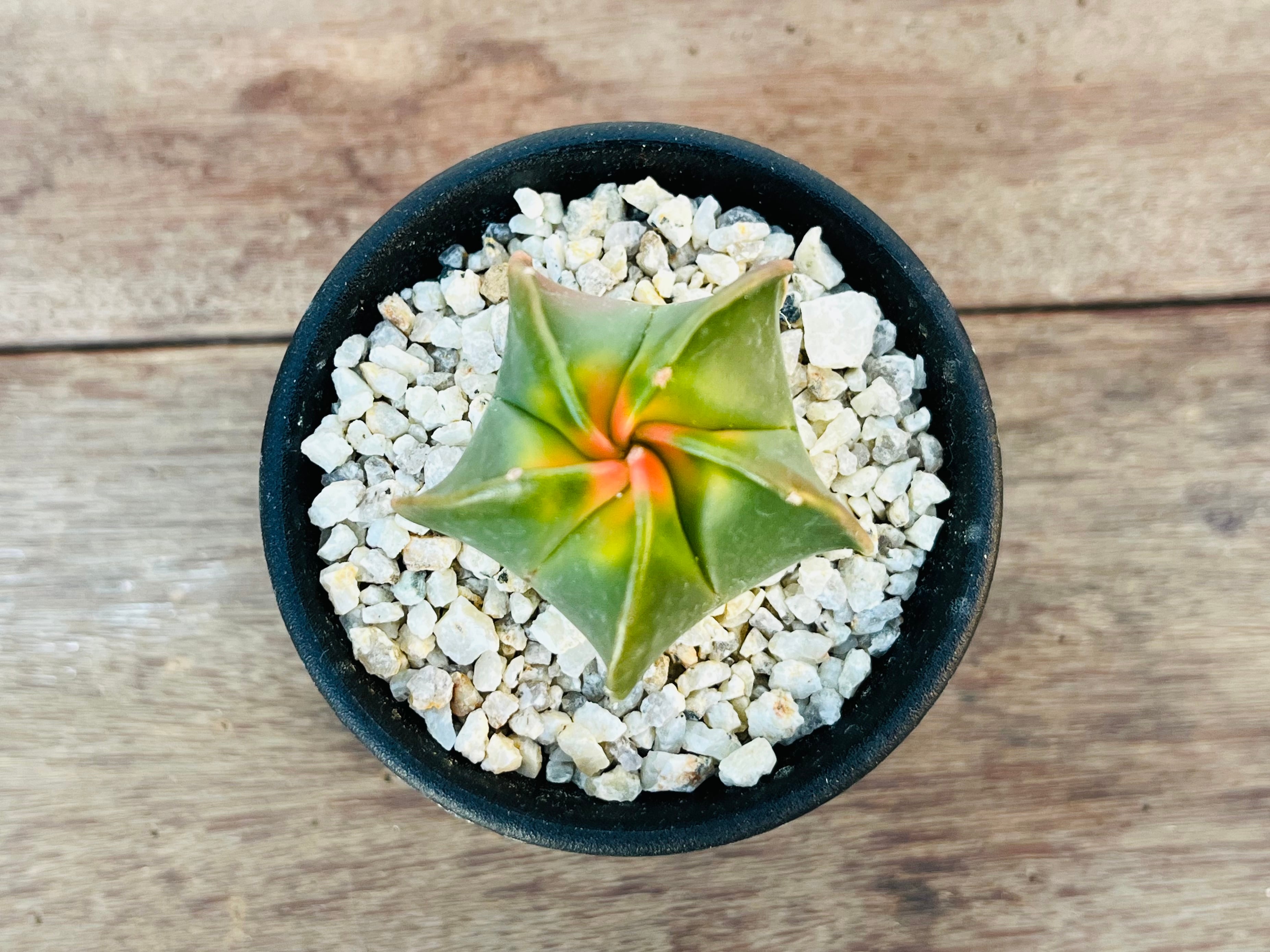 Astrophytum myriostigma アストロフィツム 紅葉ヘキラン 紅葉碧瑠璃
