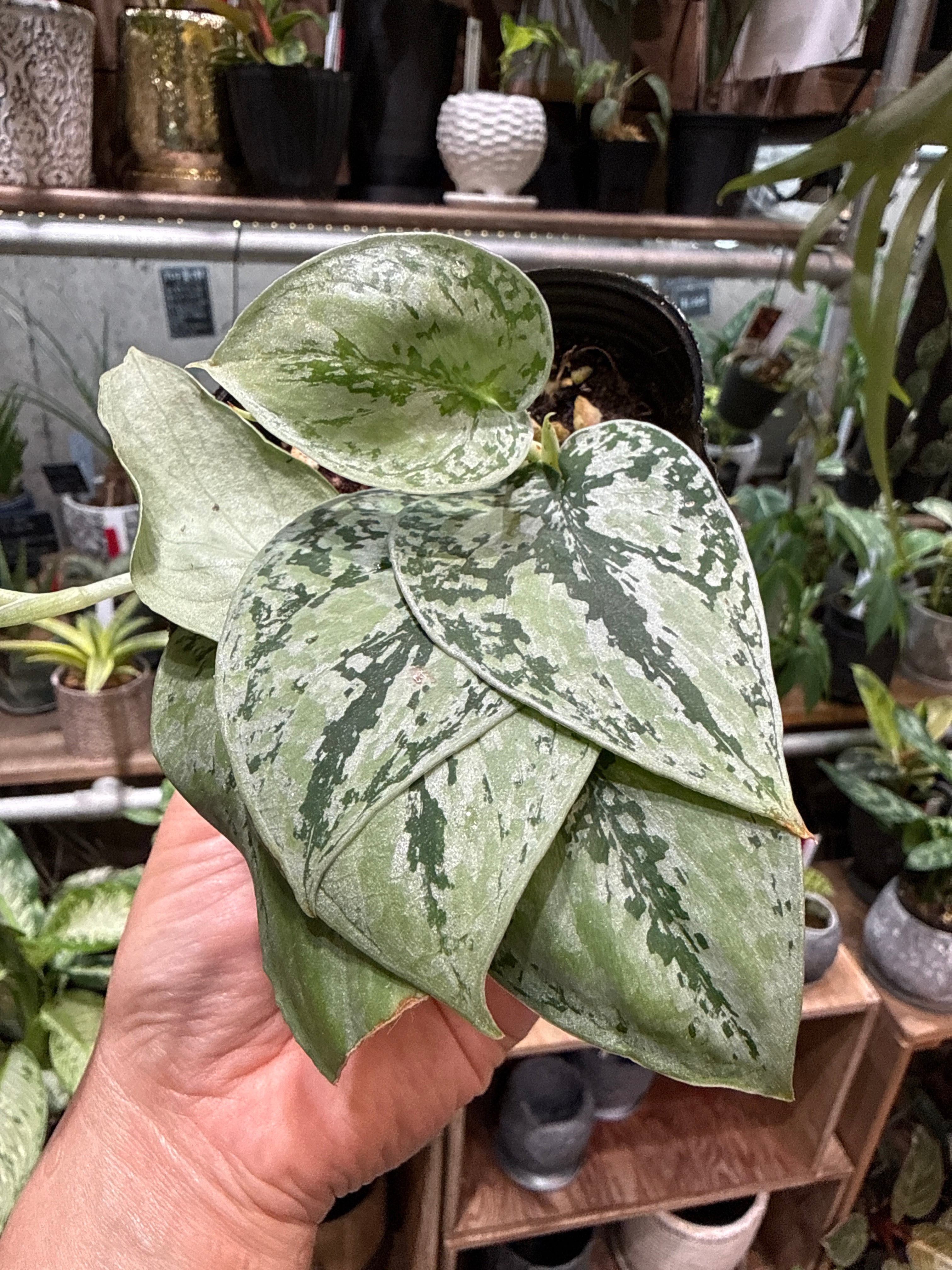 S98 スキンダプサス ブラックドラゴン | MIDORIYA 観葉植物専門店
