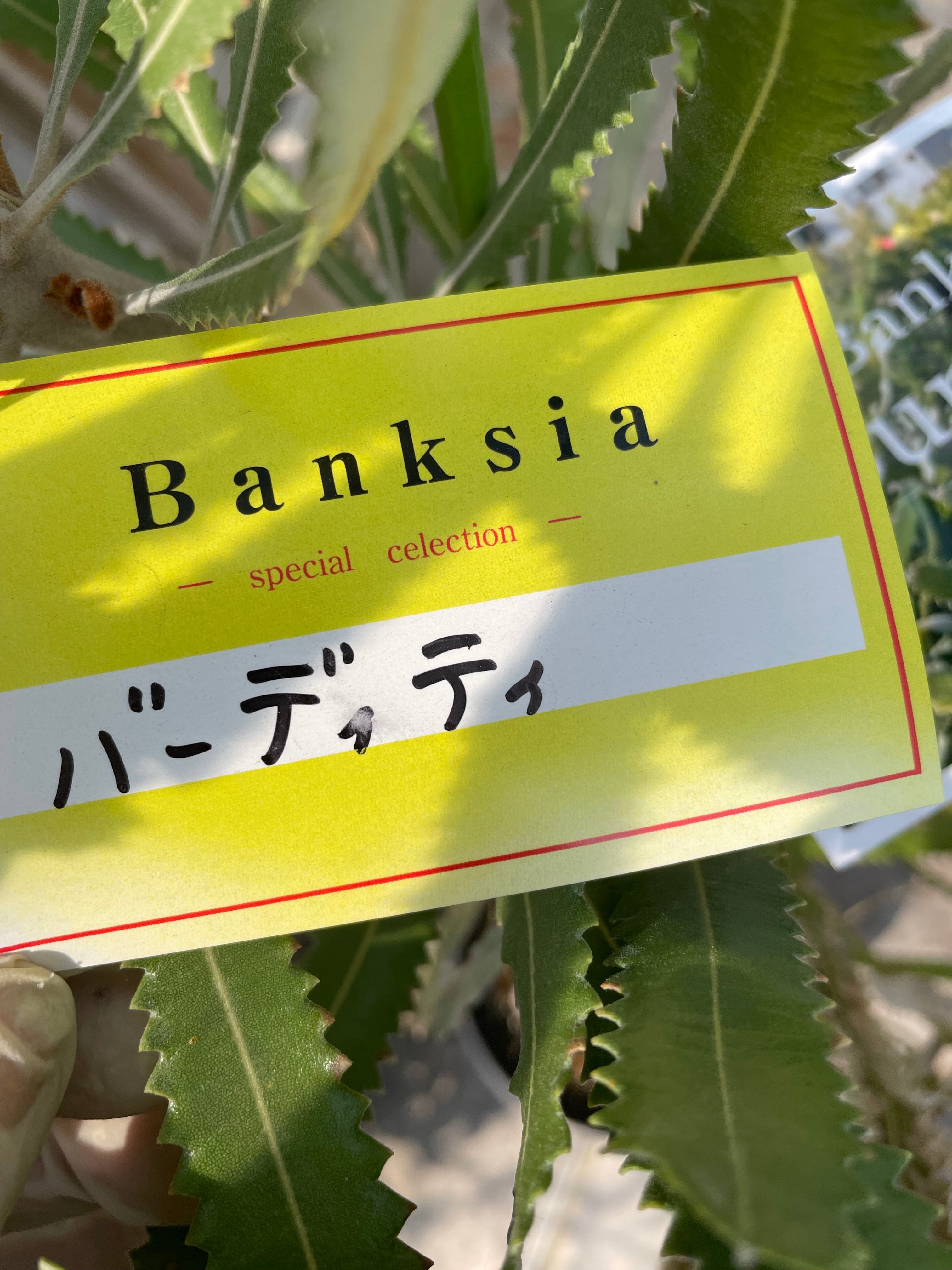 バンクシア バーデッティ① | 沼ノ上農園
