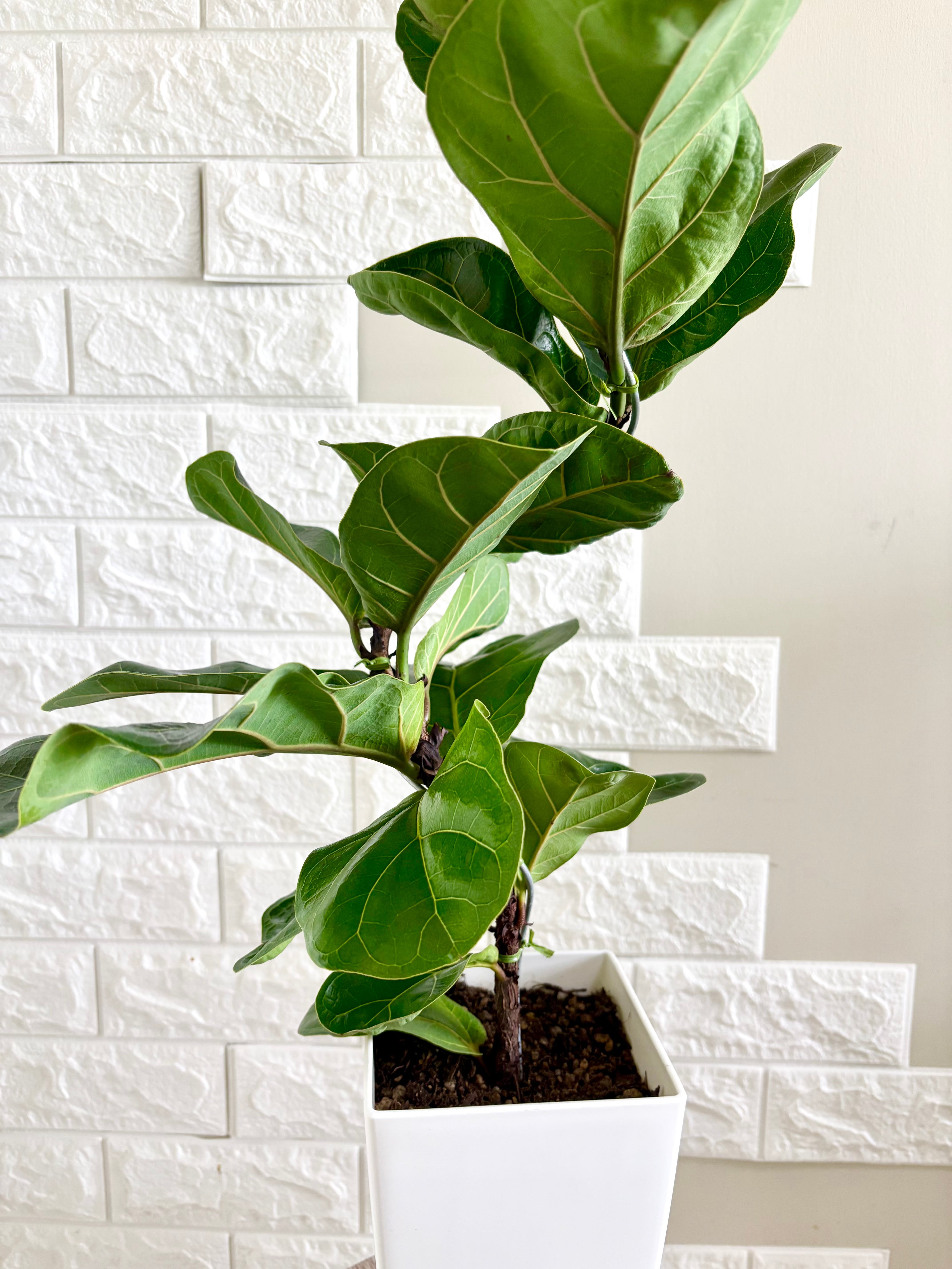 現品】フィカスバンビーノ 曲がり樹形 6号鉢 観葉植物 | 観葉植物のお