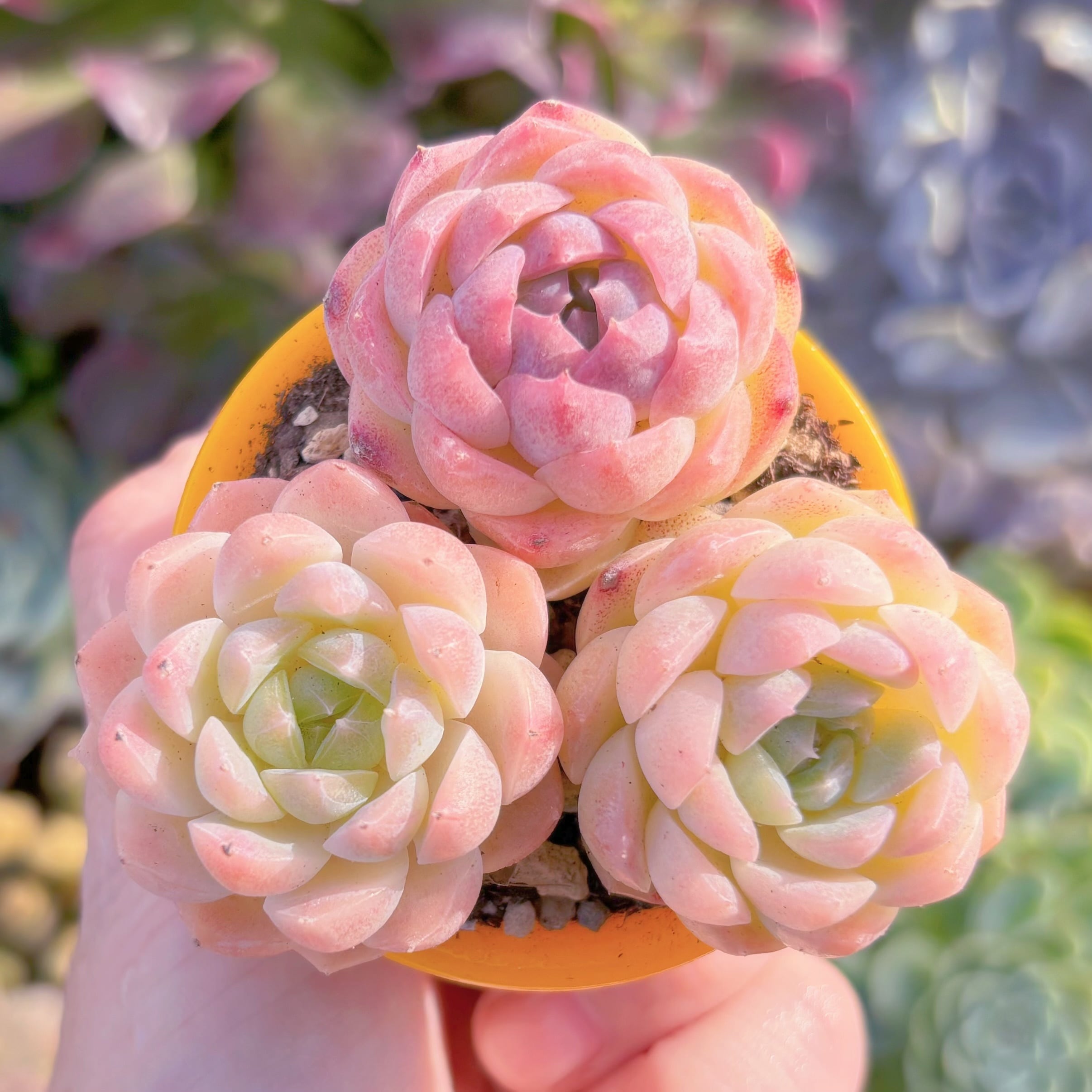 多肉植物　桃ソーダ　3頭　新入荷　るる農園