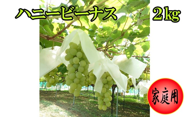 ハニービーナス　２kg