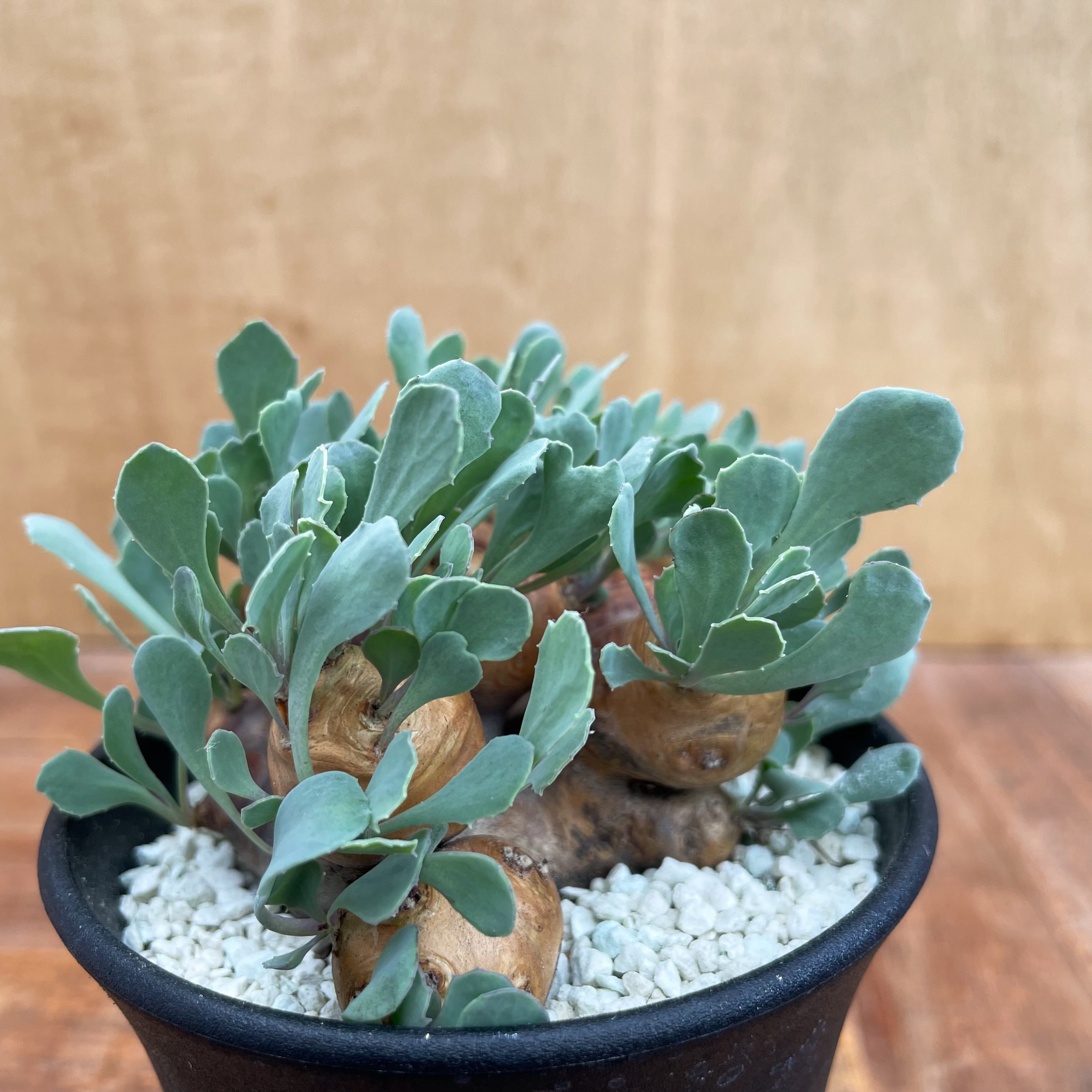 Othonna cacalioides【オトンナ・カカリオイデス】 | RIMO'S GREEN