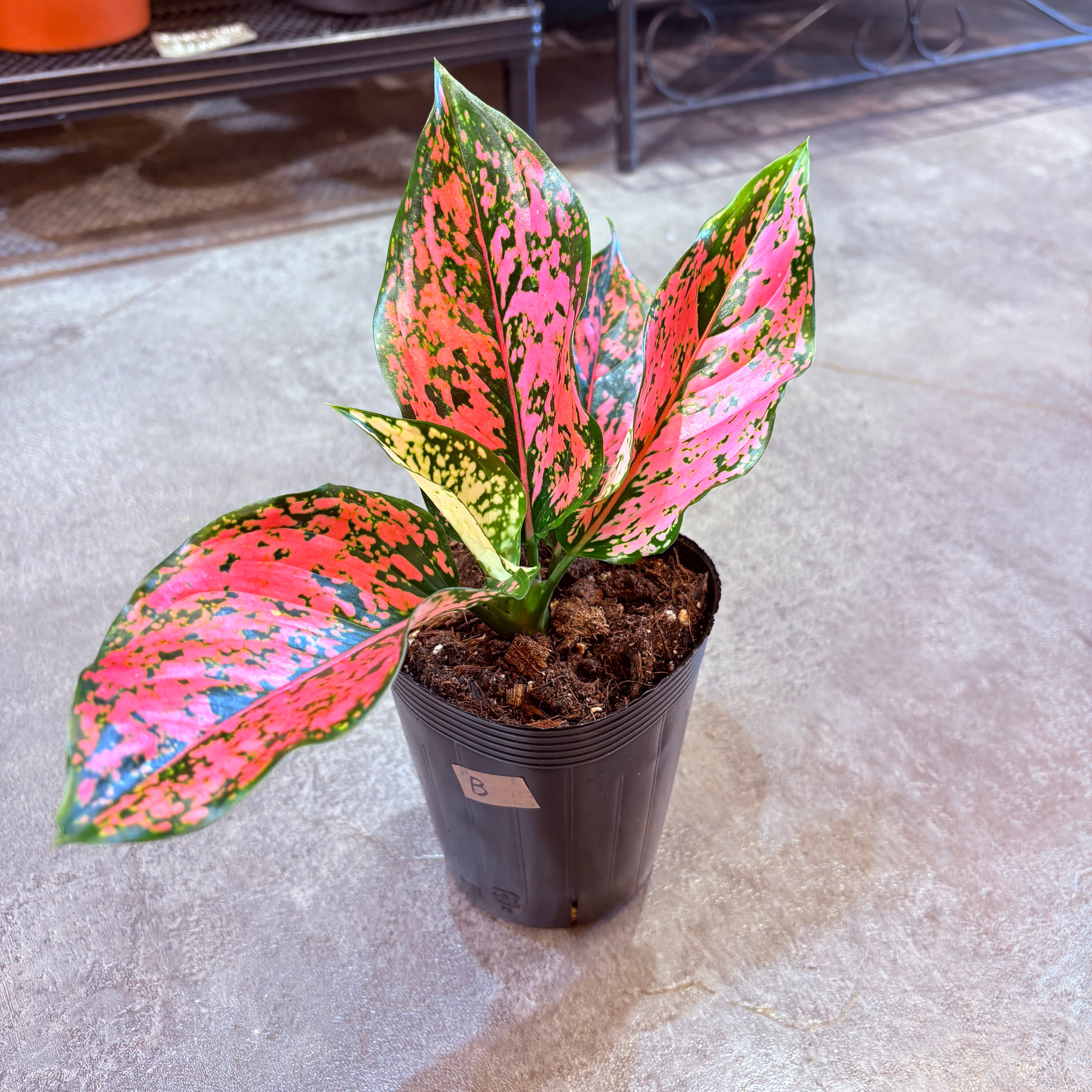 アグラオネマ ニューカンクンピンク 3.5号 B | Green Vibes 宇都宮市の