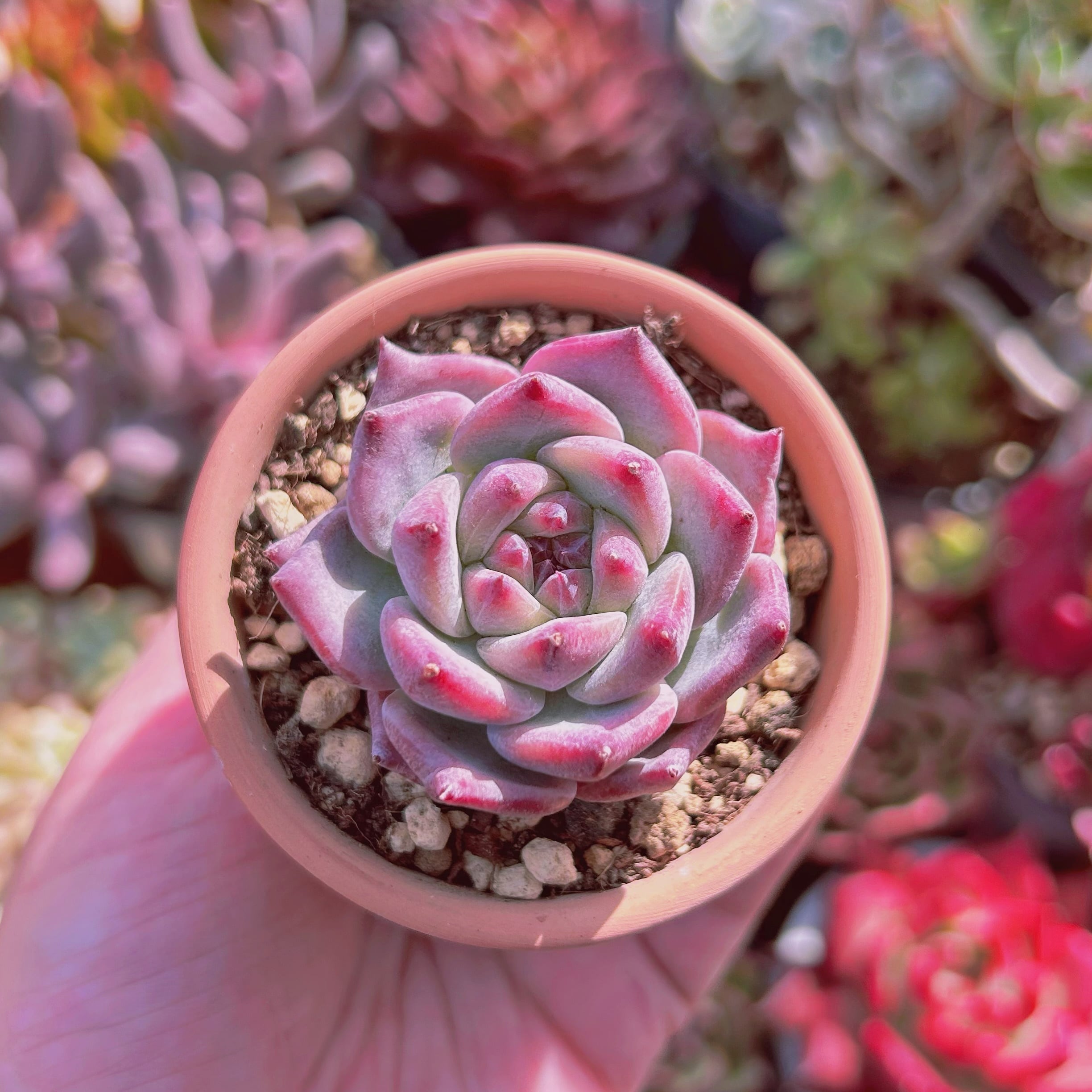 グレーとピンクの多肉植物*6 おそようございます☀️🤭 今日は曇天ですごく寒くなった🥶❄️ 多肉の