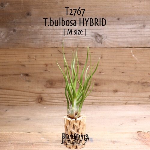 【送料無料】bulbosa HYBRID M〔エアプランツ〕現品発送T2767