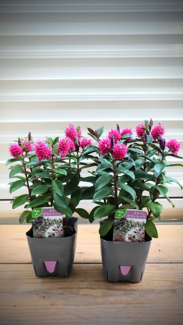 へーべ　『クイーン・キウイ　へーべ』　3号ポット　１苗