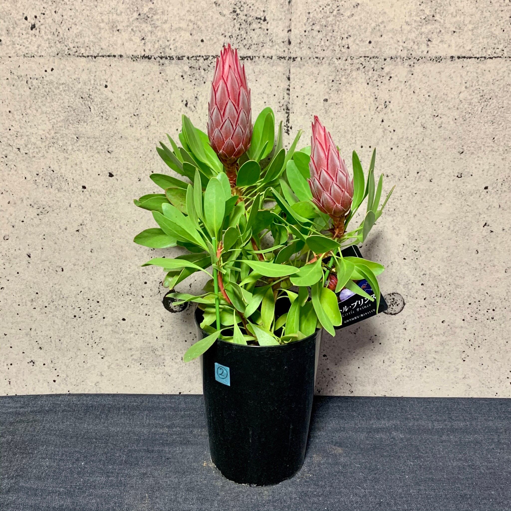 プロテア リトルプリンス 7号サイズ キングプロテア バンクシア 写真現品 切り花にも 蕾3個付き 年末のプロモーション大特価 キングプロテア