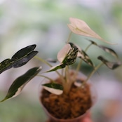 アロカシア バンビーノ ピンク / Alocasia bambino variegated 'Pink' / 観葉植物