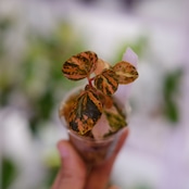 PEPEROMIA METARICA varigated / ペペロニア メタリカ
