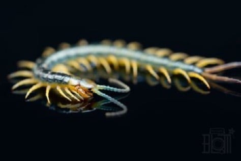 ムカデ | Bug Bug bugs 【奇蟲専門店】