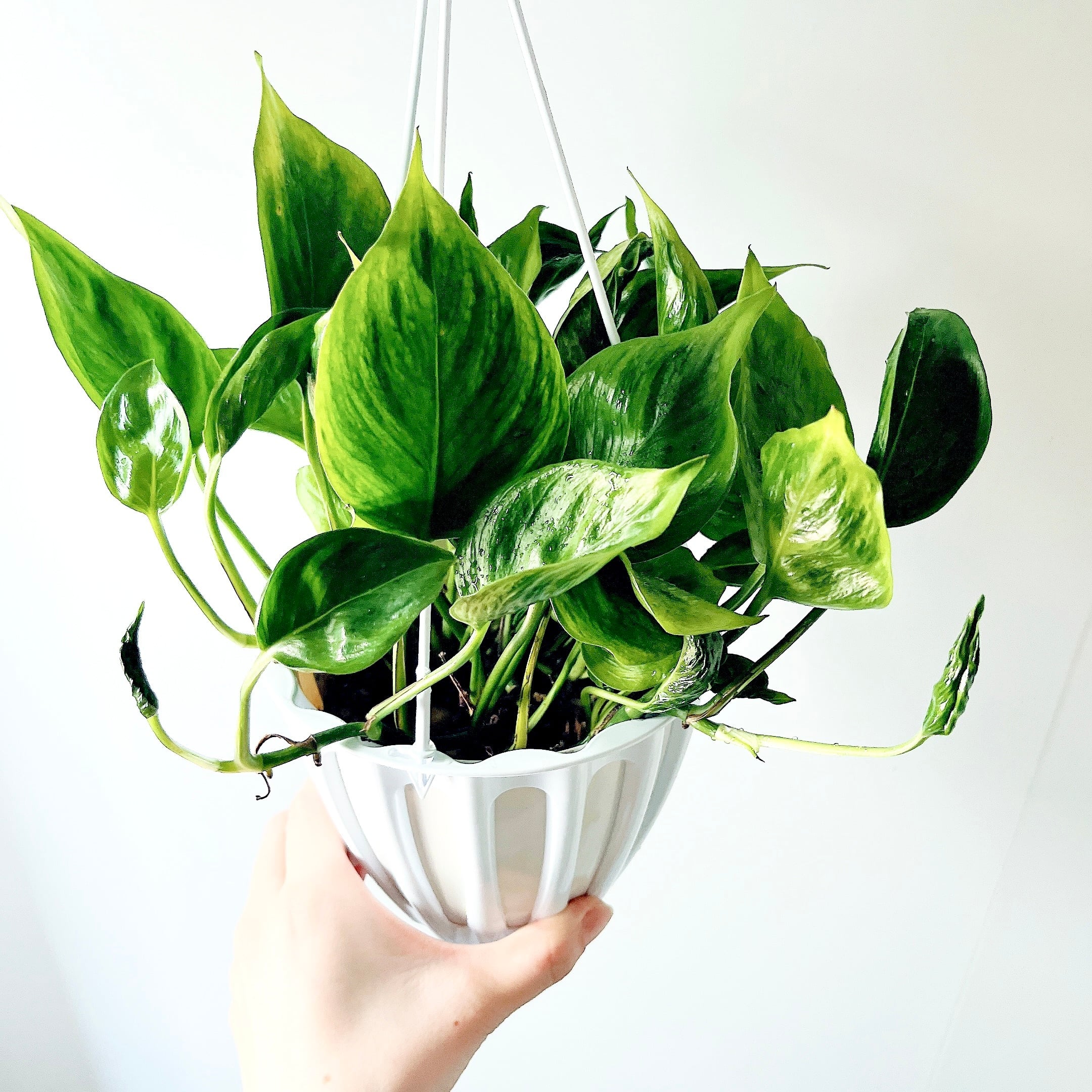 【再入荷】希少 モジャマトフィラム｜吊るして楽しむ、モダンなインテリアグリーン6 再入荷】希少 モジャマトフィラム｜吊るして楽しむ、モダンな