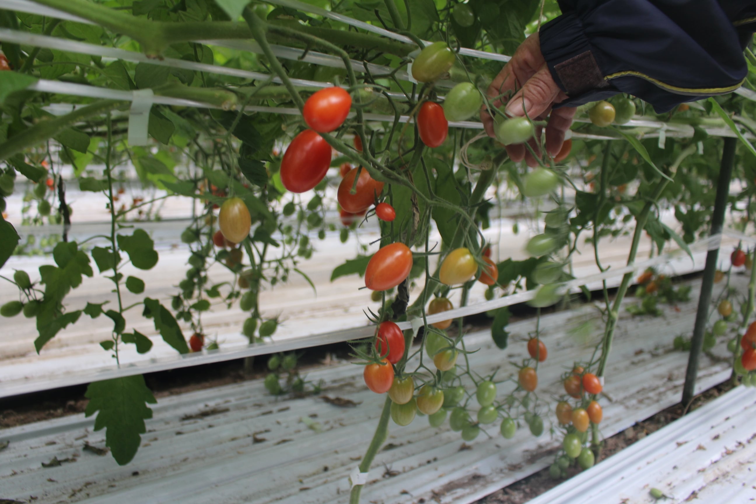 カラフルミニトマト 箱入り 約1.3kg【arimato】 長崎県 南島原市 新鮮
