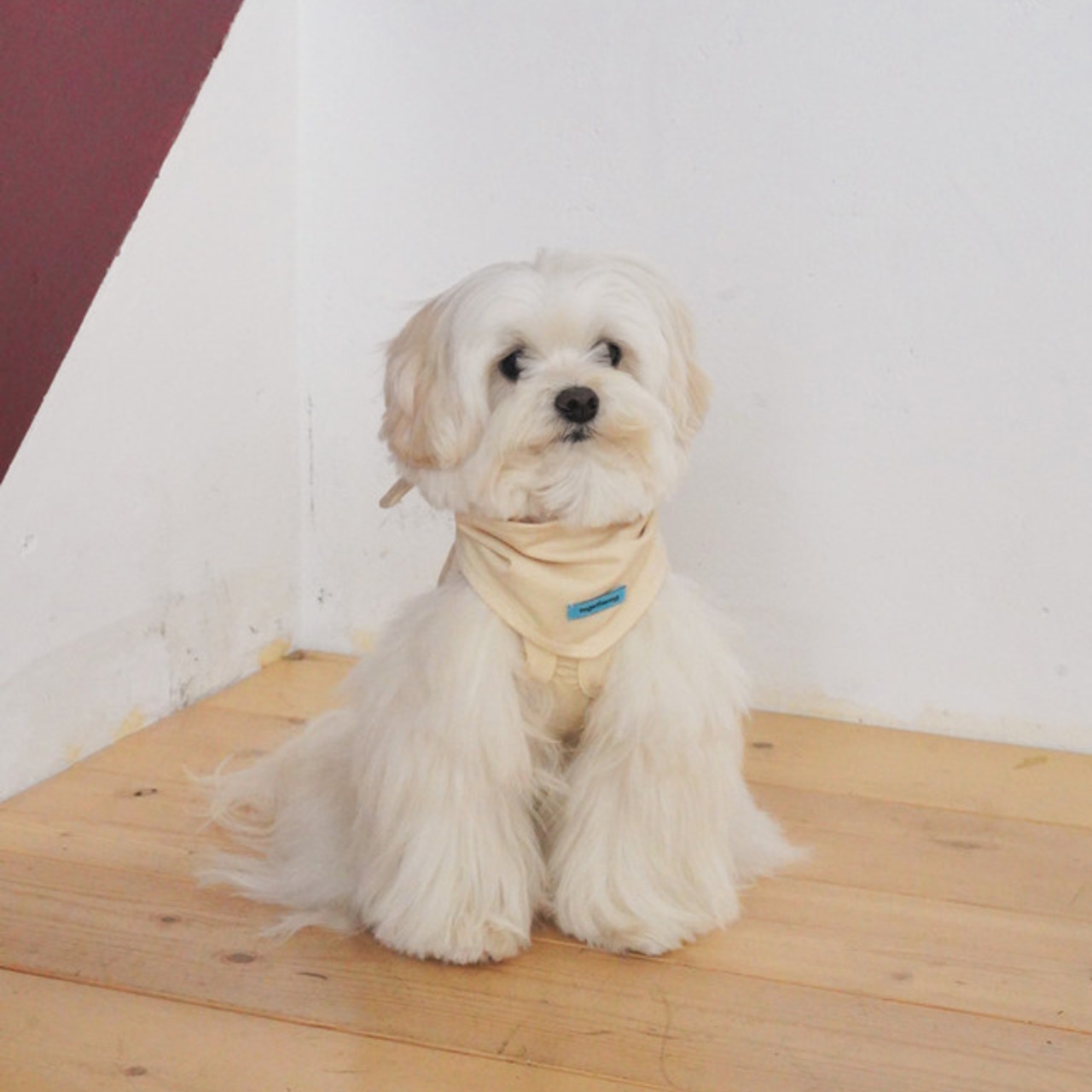 【予約】[ togethering ] Soft Cooling Sleeveless｜Butter - 3