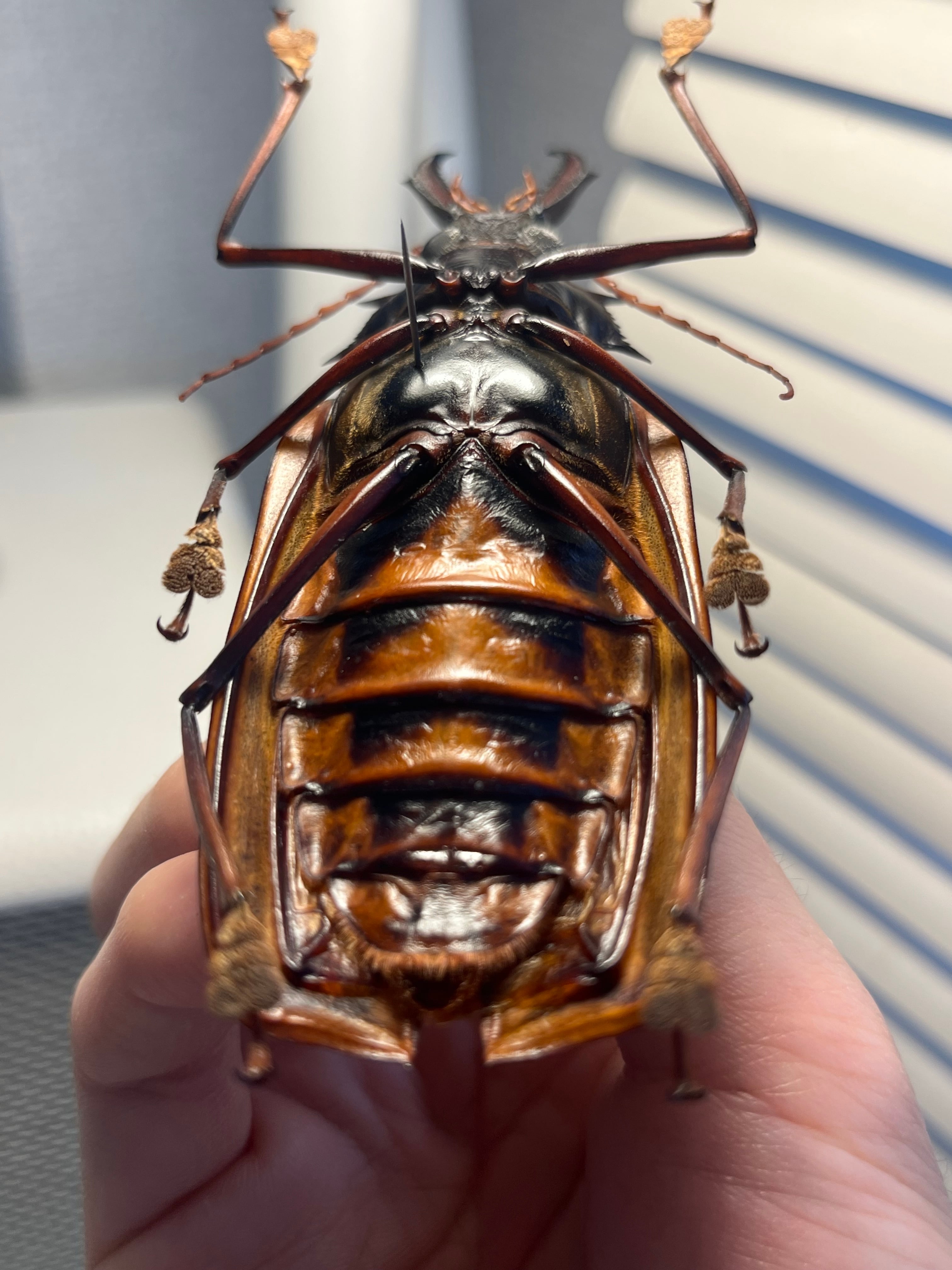 【106mm♀】オオキバウスバカミキリ標本 Macrodontia昆虫標本 106mm♀】オオキバウスバカミキリ標本 Macrodontia cervicornis昆虫
