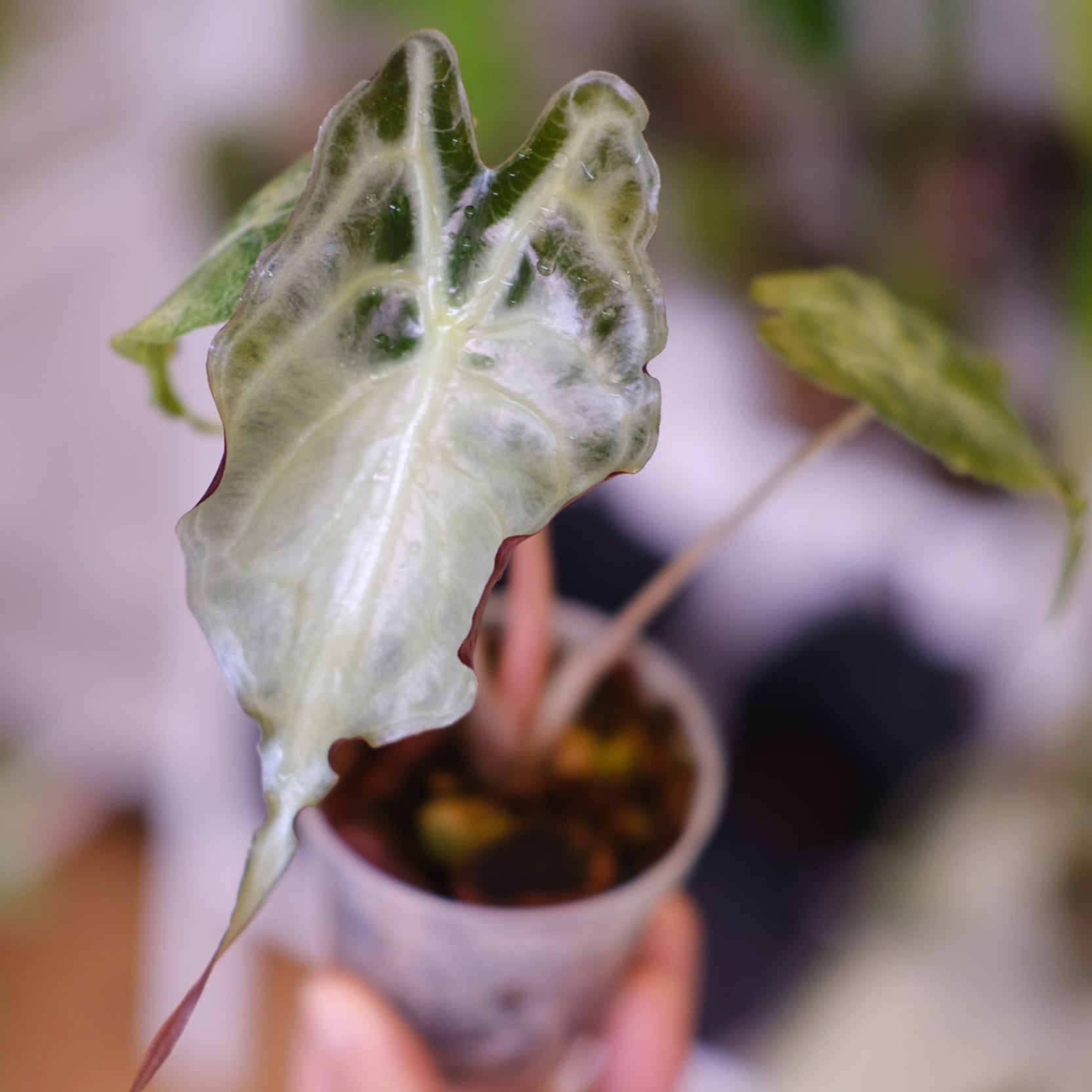 斑入りアロカシア / Premium Alocasia | tokyoplants / 観葉植物専門店