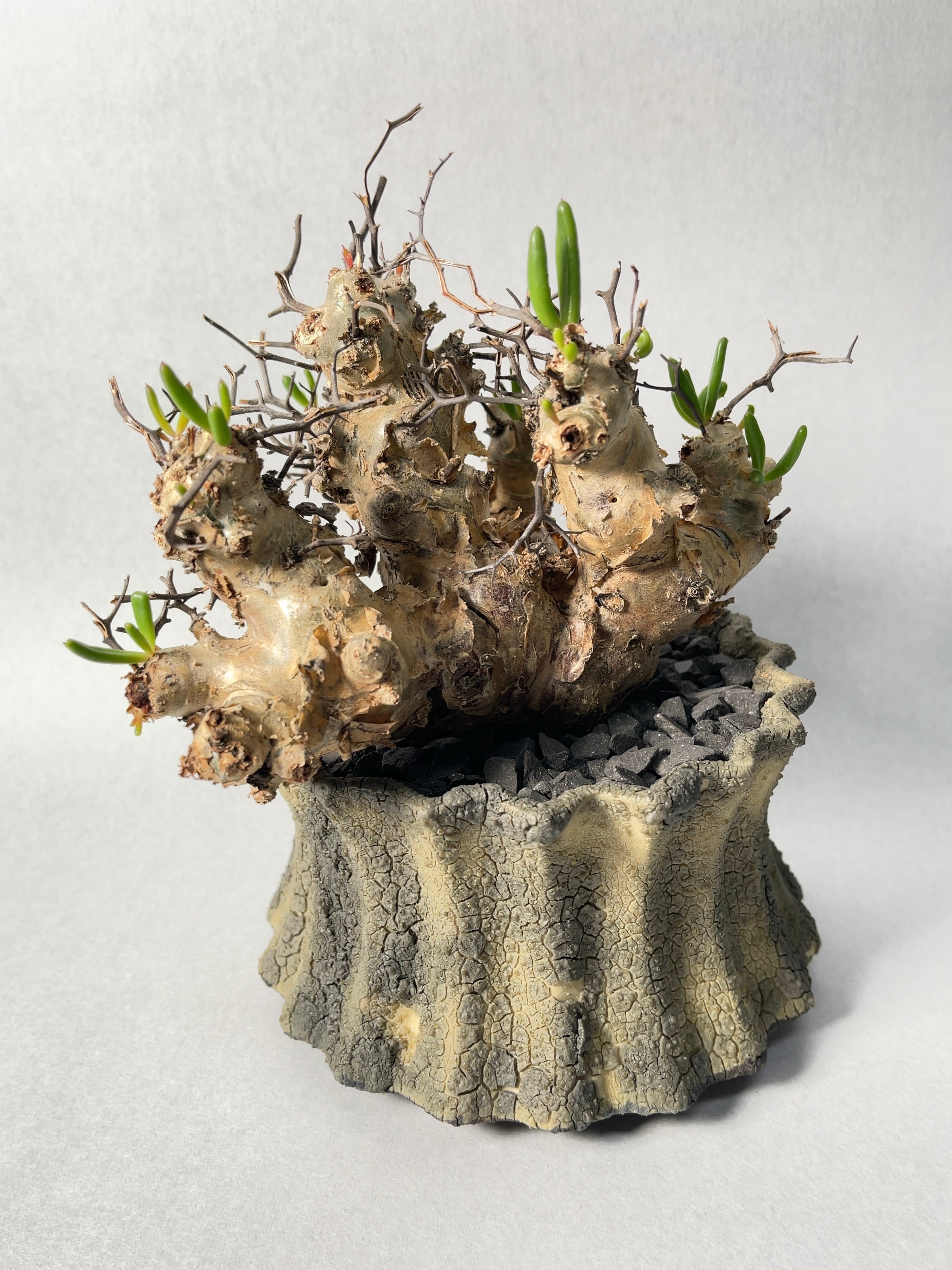 もうすぐ咲きそう！ 万物想 チレコドン 多肉植物 塊根植物 実生