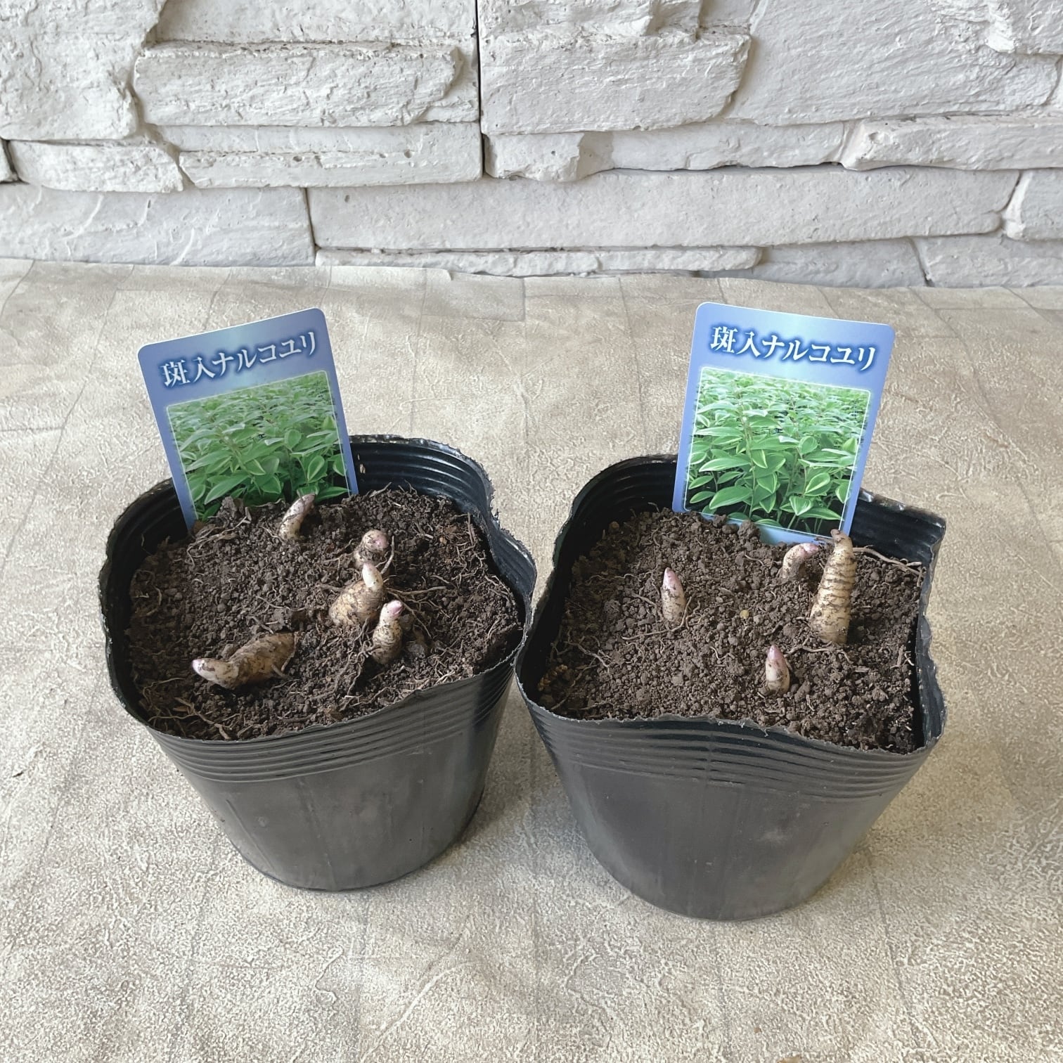 自分で作る寄せ植えセット】華やかなピンクを楽しむ寄せ植え | 橋本種苗園