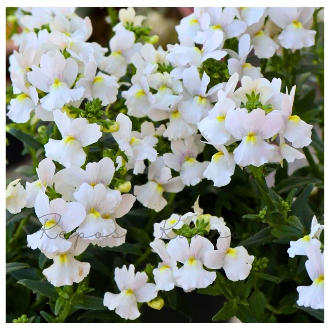 ネメシア:メーテル・スノーワン(3.5号)ゲブラさん 芳香性 宿根草 宿根ネメシア 強靭 耐寒性 寄せ植え 鉢植え