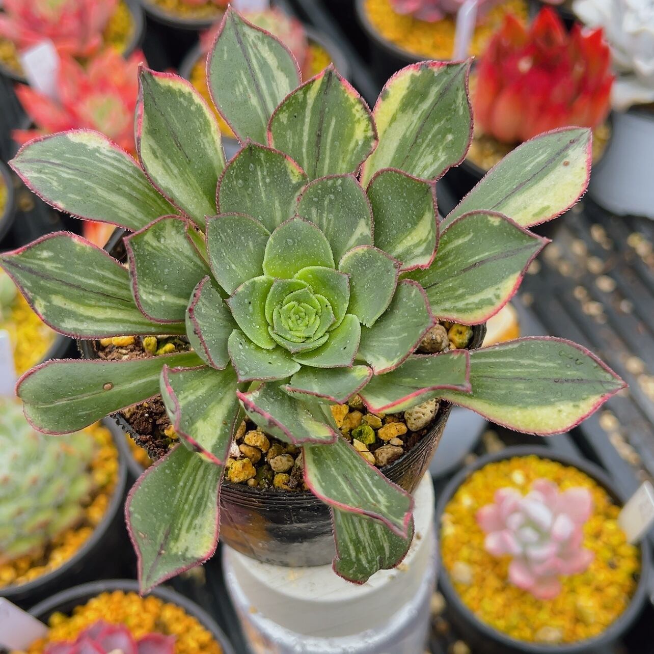 多肉　アメイジンググレイス　抜き苗 ecd5b184a8008ca6288fd19e8ec37e