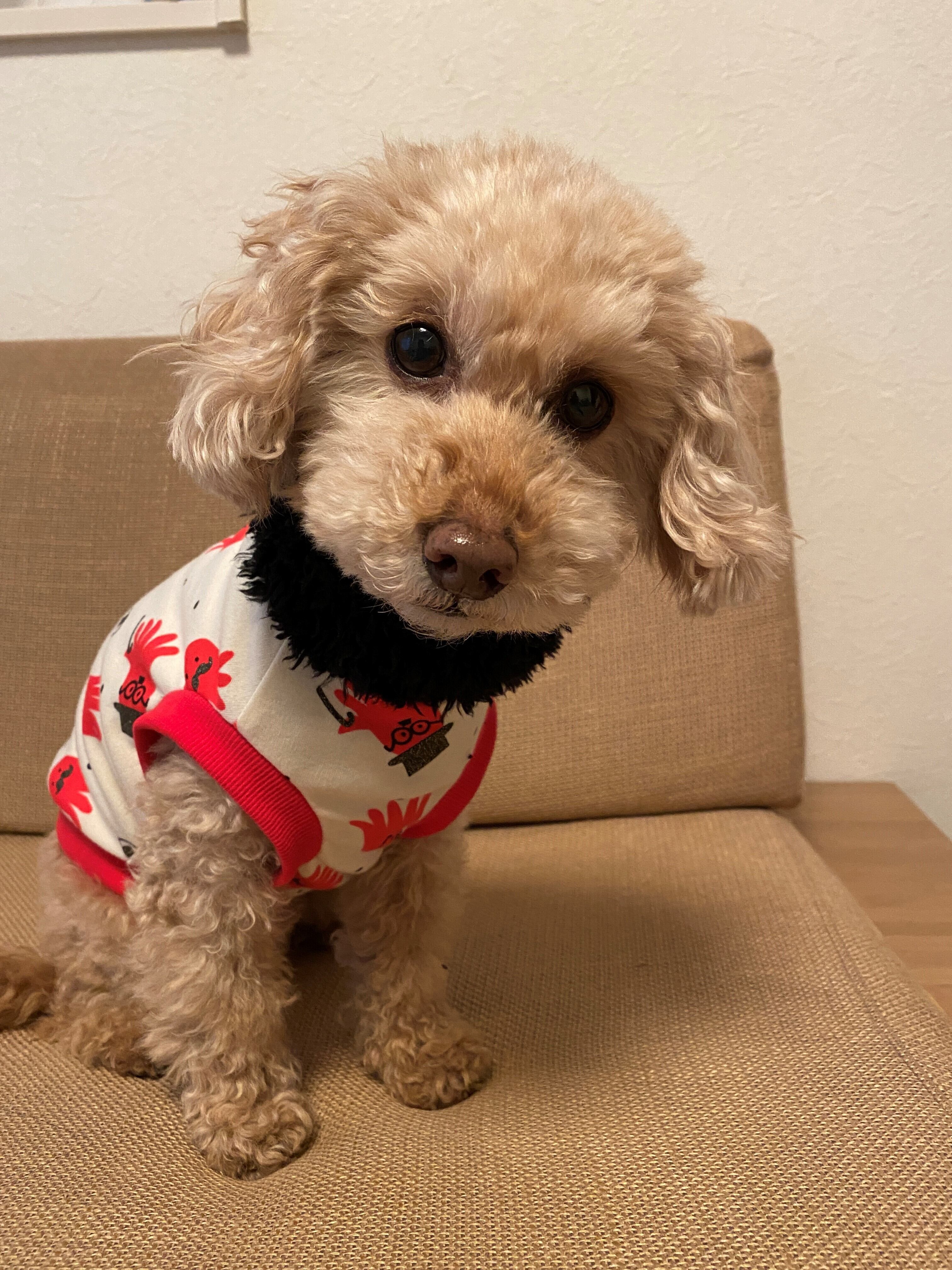 型紙 わんこ用〔基本のリブタンクトップ〕 | un.deux.dogwear