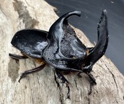 【WD】《シムソンメンガタカブト 南カリマンタン産 56mm ペア》