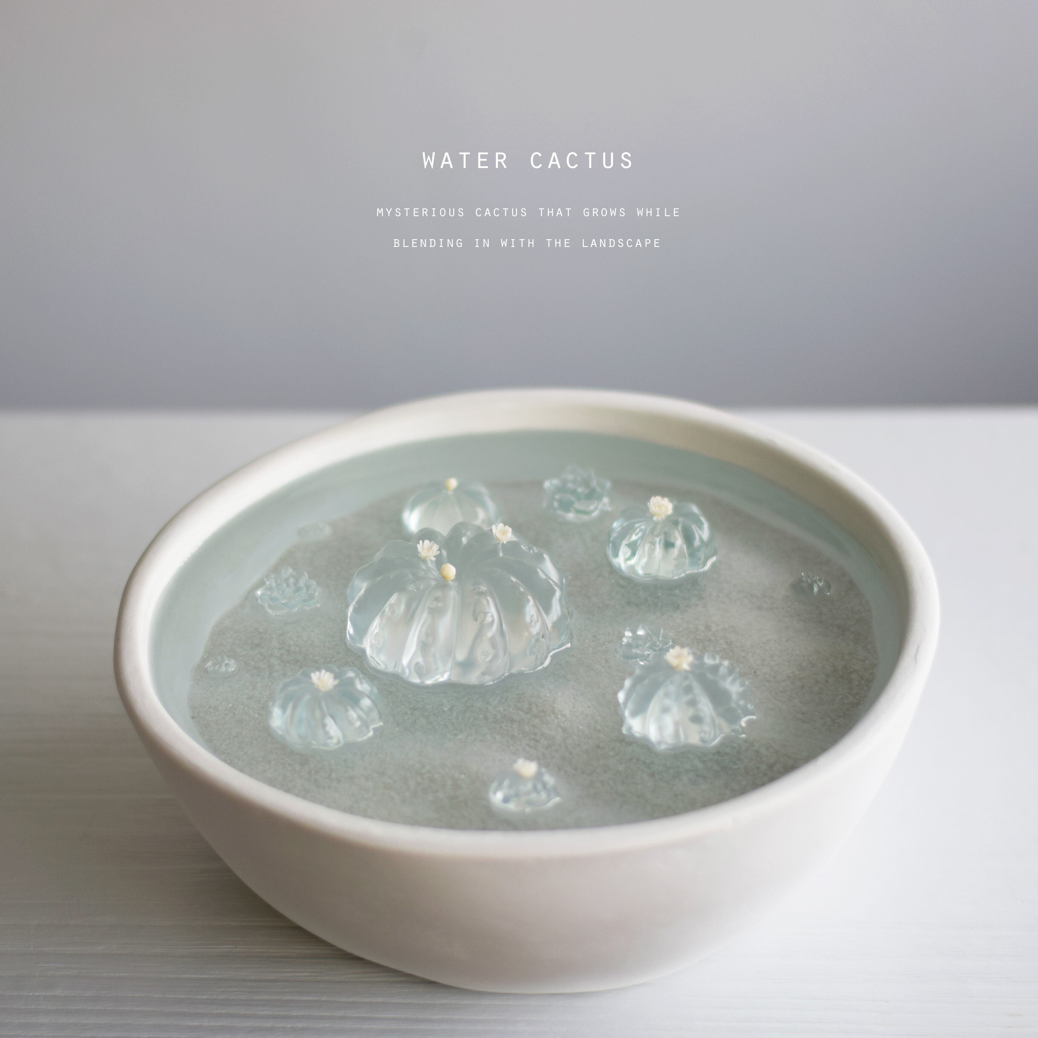 water cactus (玉サボテン) | Sabotensi