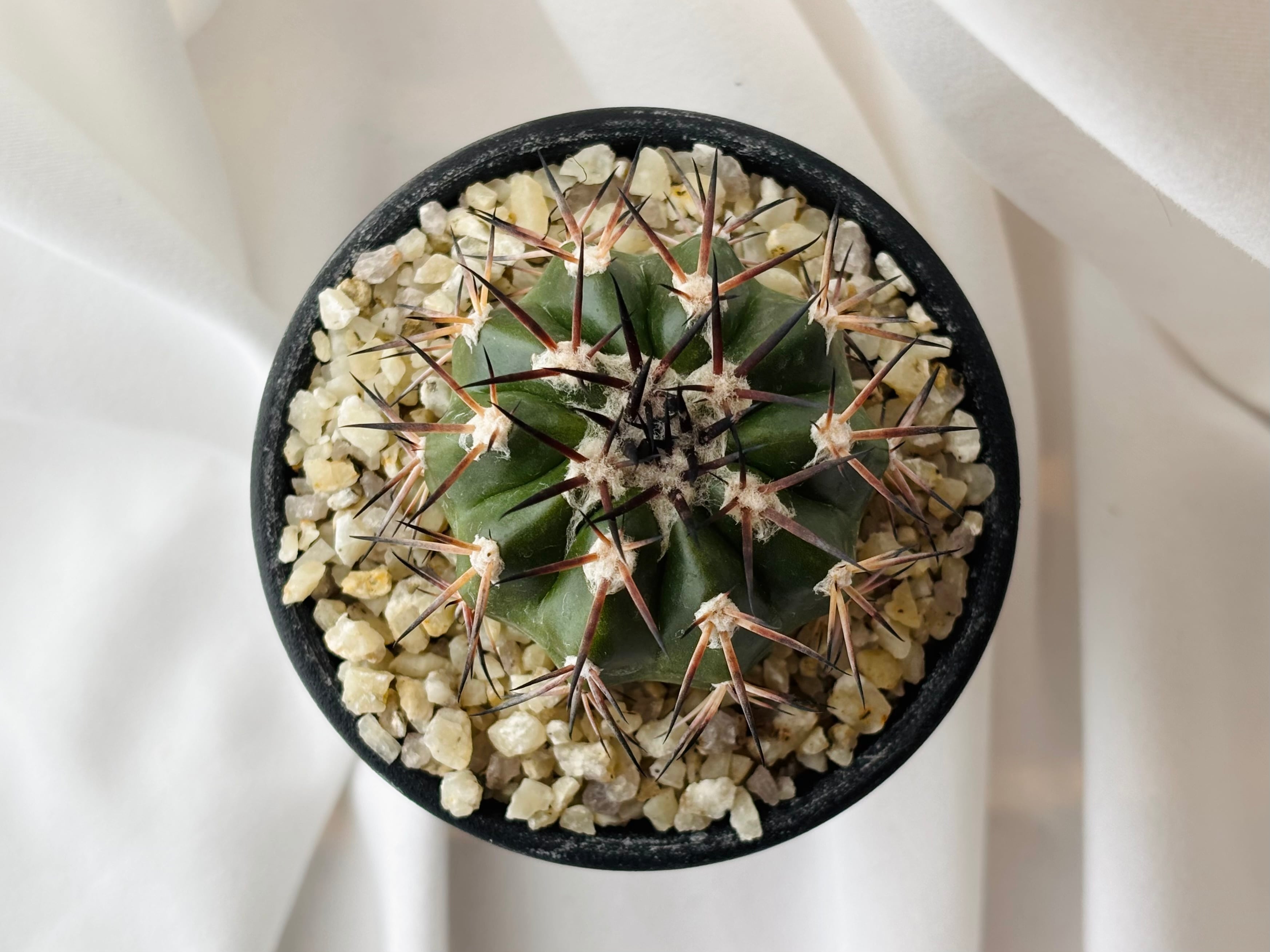 Discocactus gigantea ディスコカクタス ギガンティア サボテン