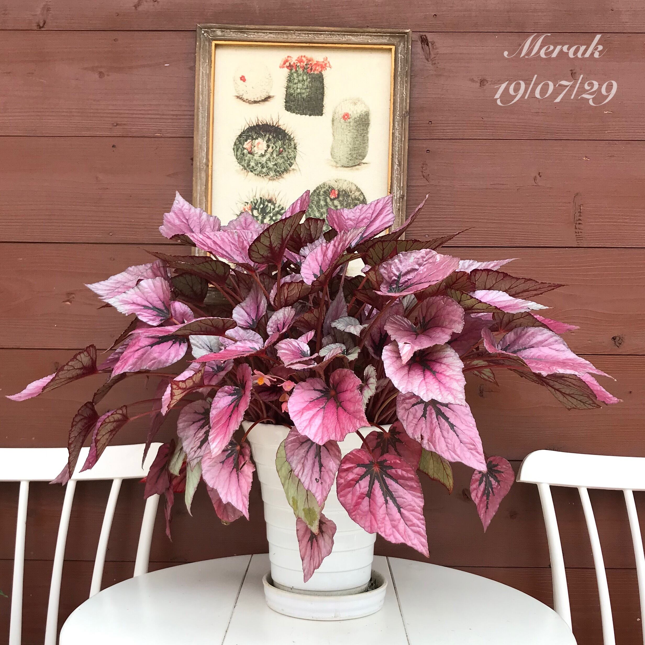 レックスベゴニア | Pay ID