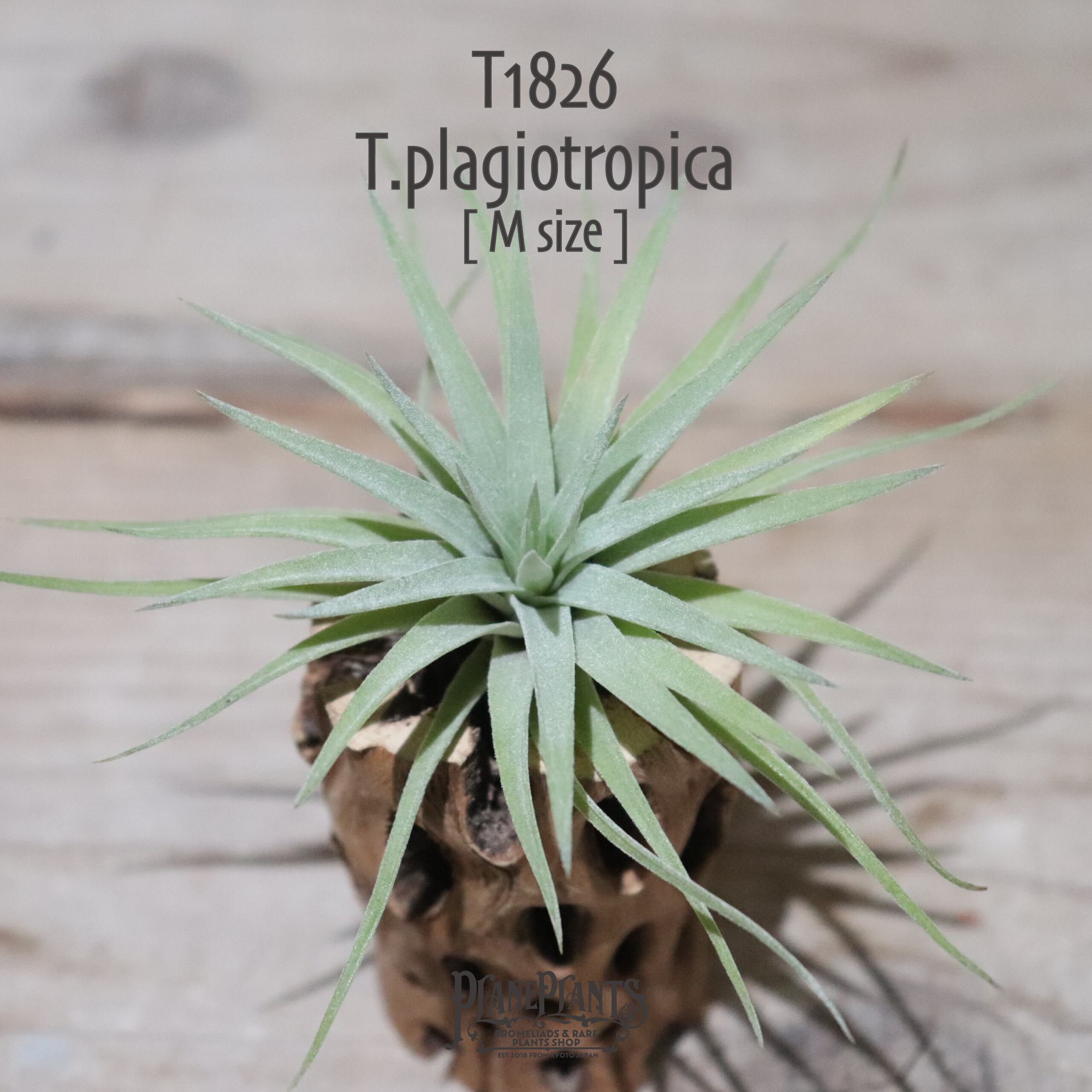 【送料無料】プラギオトロピカ M〔エアプランツ〕現品発送T1826