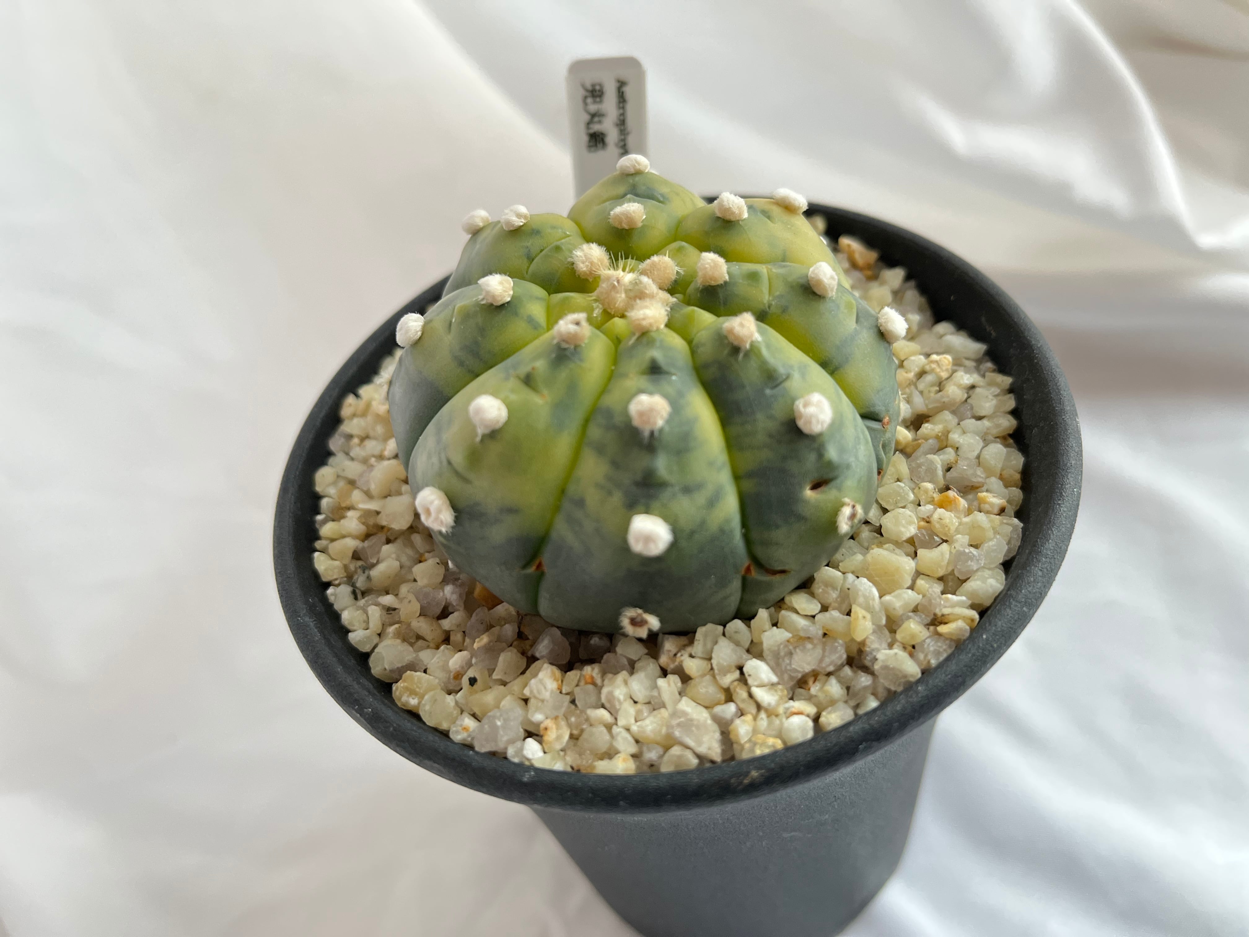 Astrophytum asterias アストロフィツム 兜丸錦 サボテン | plants