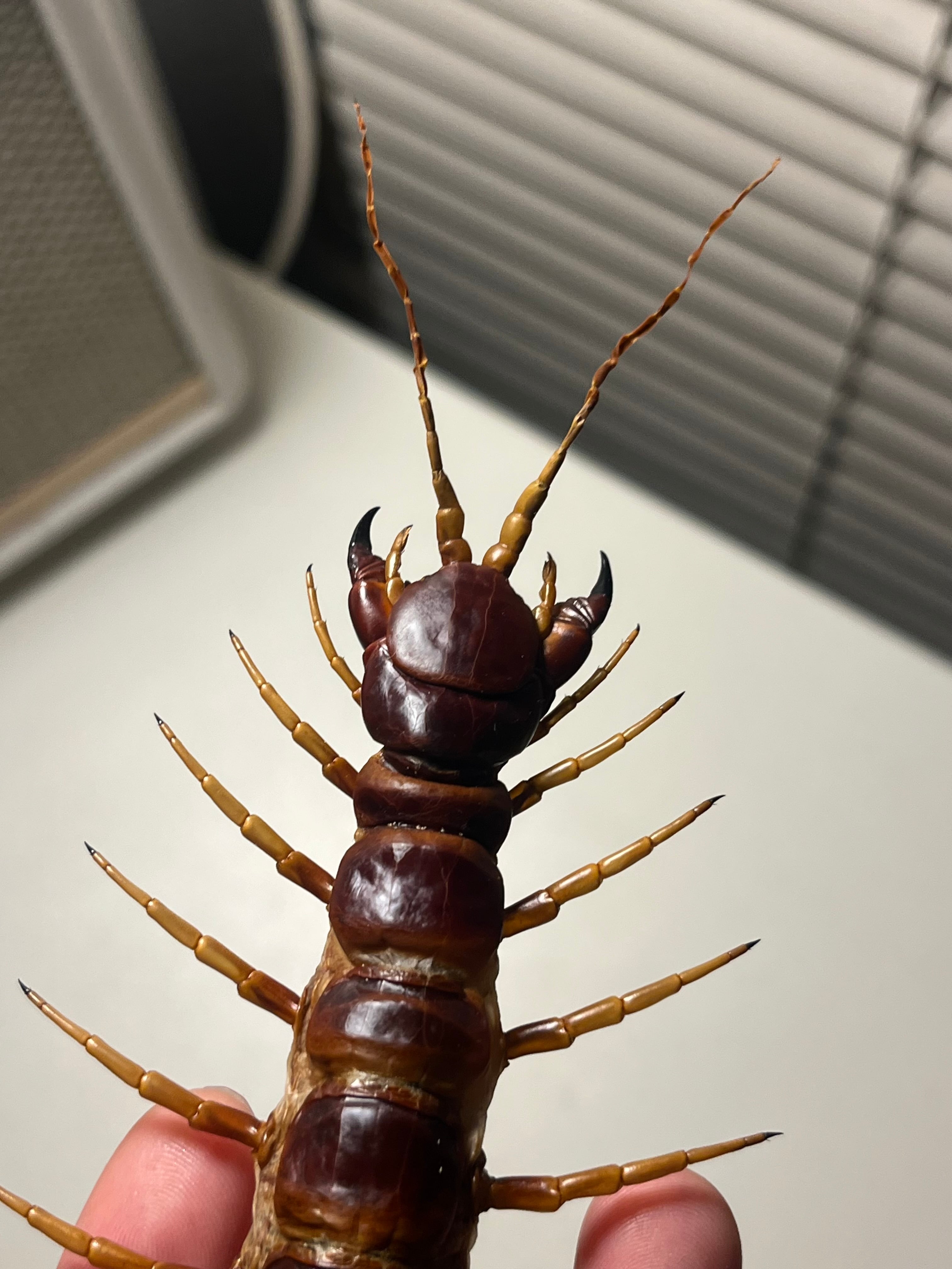 超特大】ロブスターオオムカデセンチピード標本 全長35cm程Scolopendra