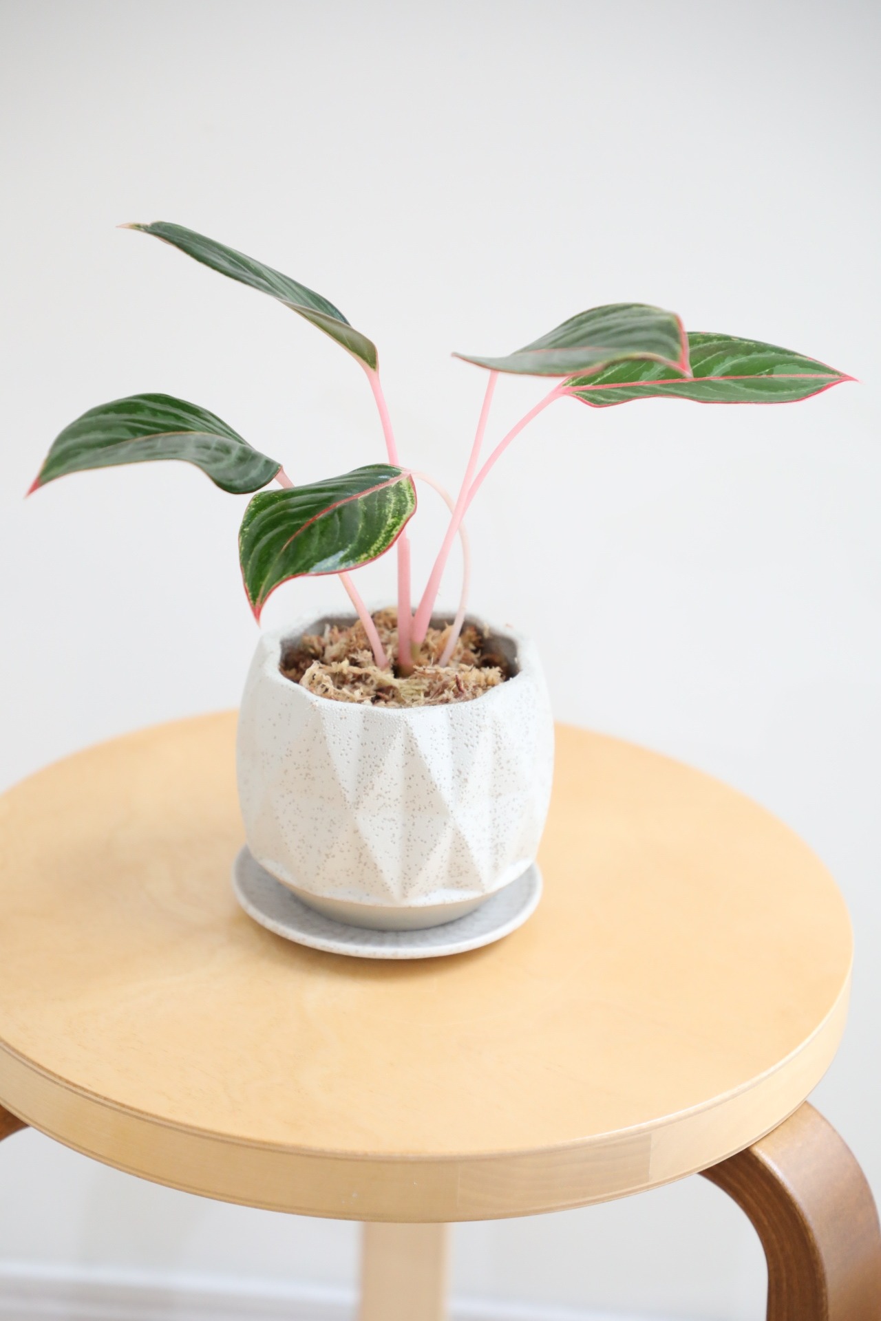 【S】【希少】アグラオネマ モンコンファイ　※【土不使用】