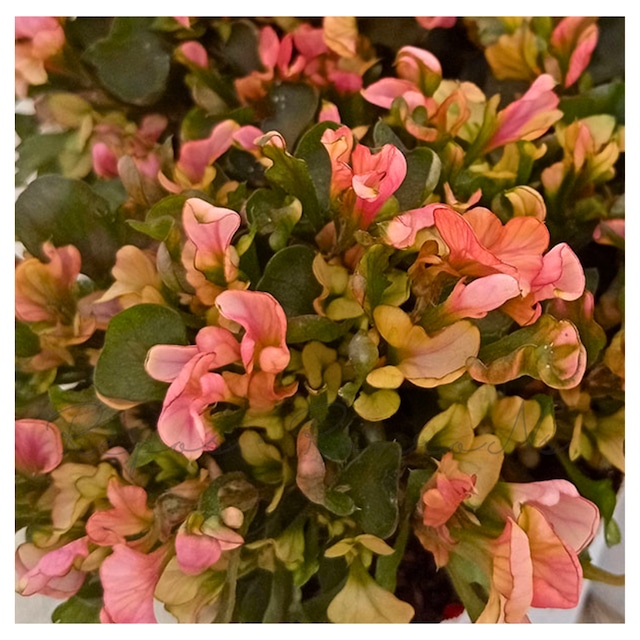 アルテルナンテラ：ピグモンサス（2.5号）　非耐寒性多年草　 カラーリーフ　寄せ植え　花苗　リース　