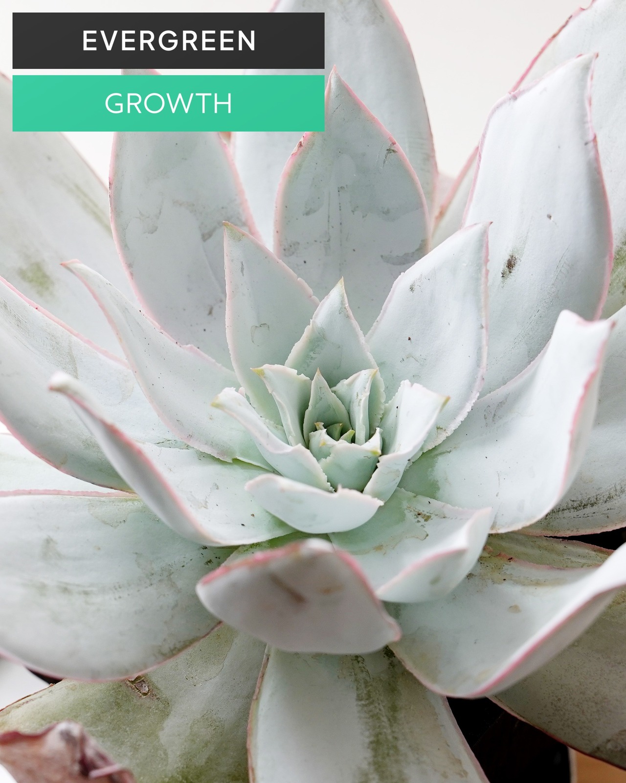 一部発根済カット苗 カンテ XL Echeveria cante