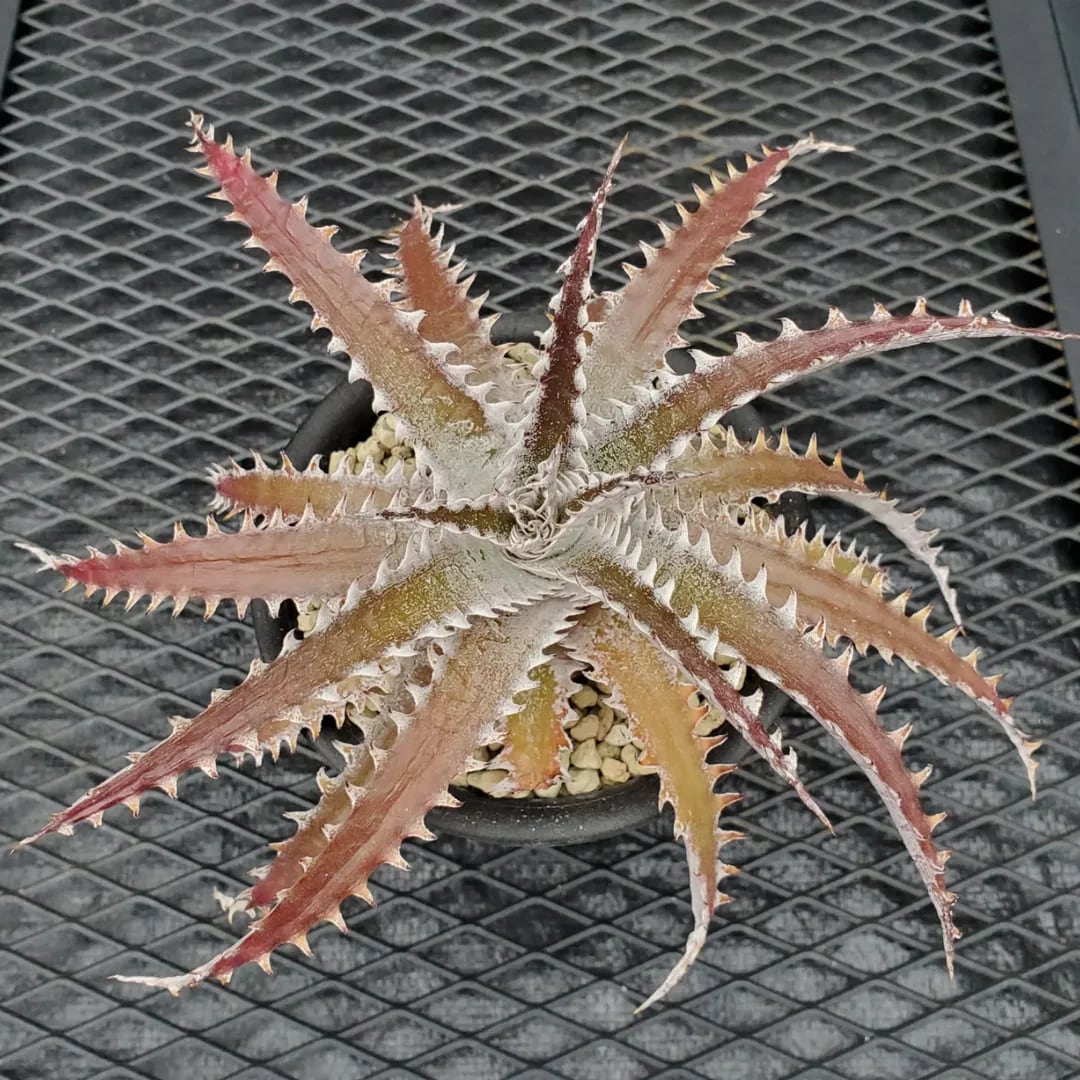 F00463_Dyckia 'Satith'：ディッキア・サティス（子株） | レア